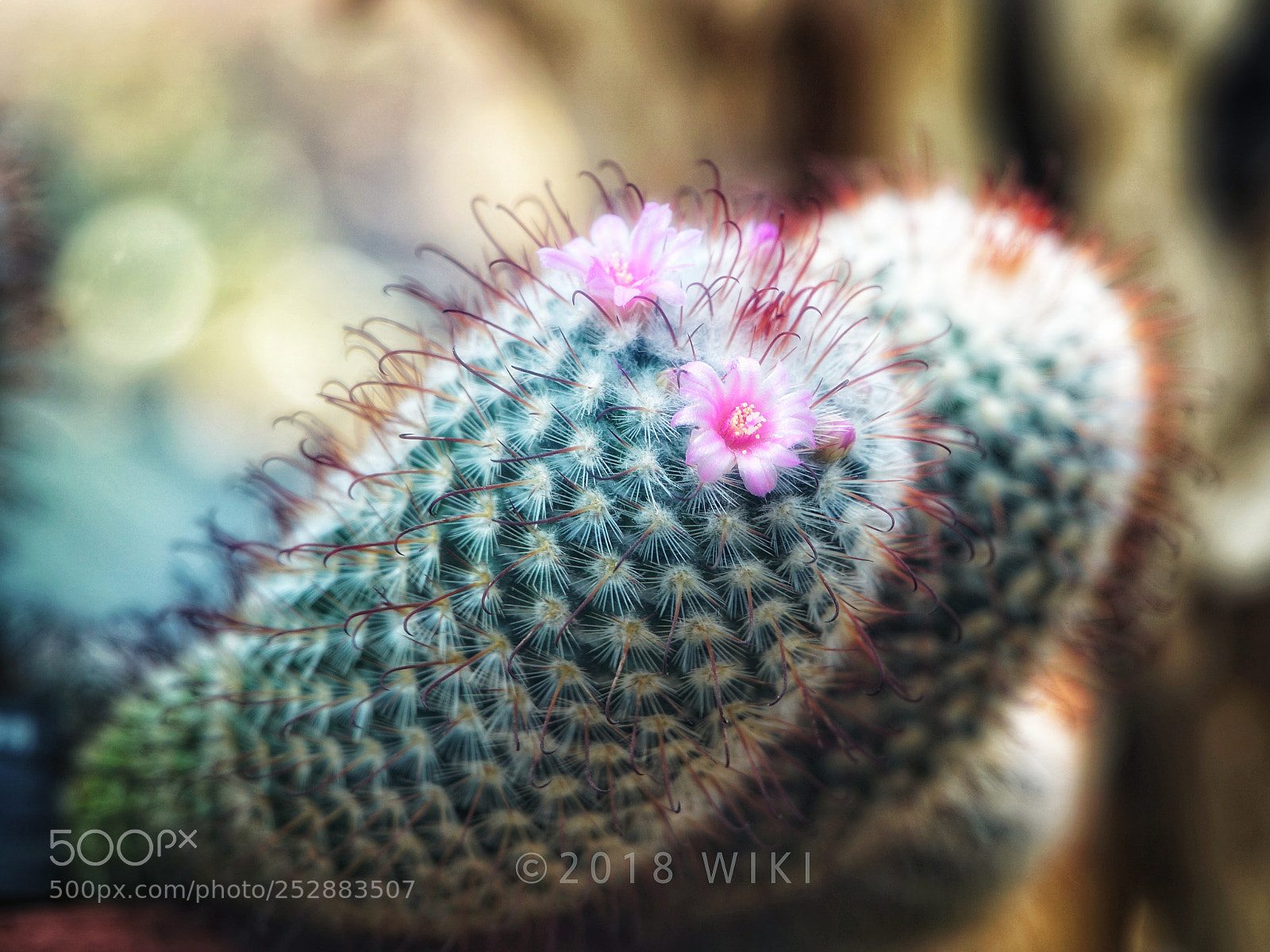 Sony a5100 sample photo. Cactus flower photography