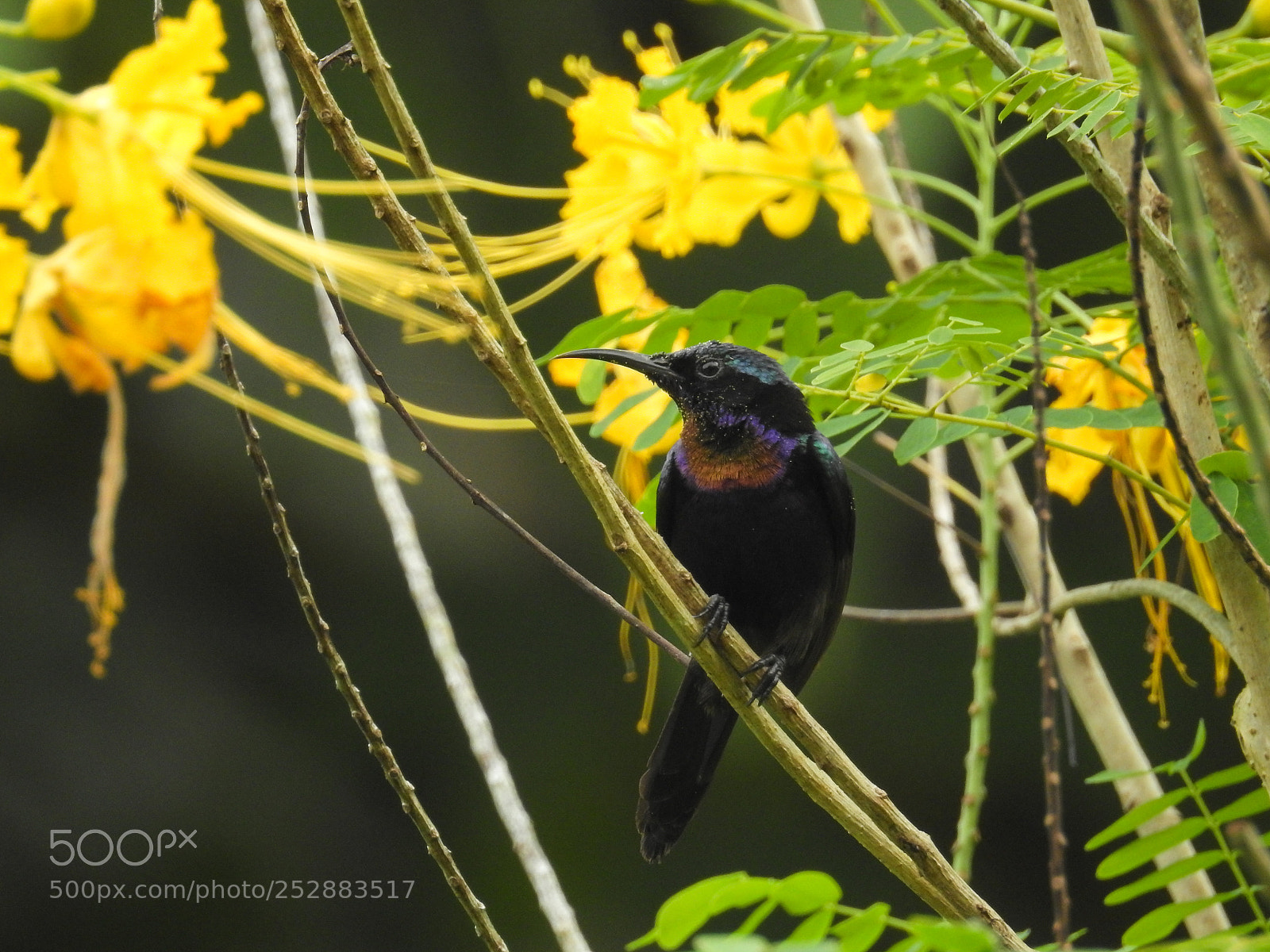 Nikon Coolpix P900 sample photo. Bird of borneo photography