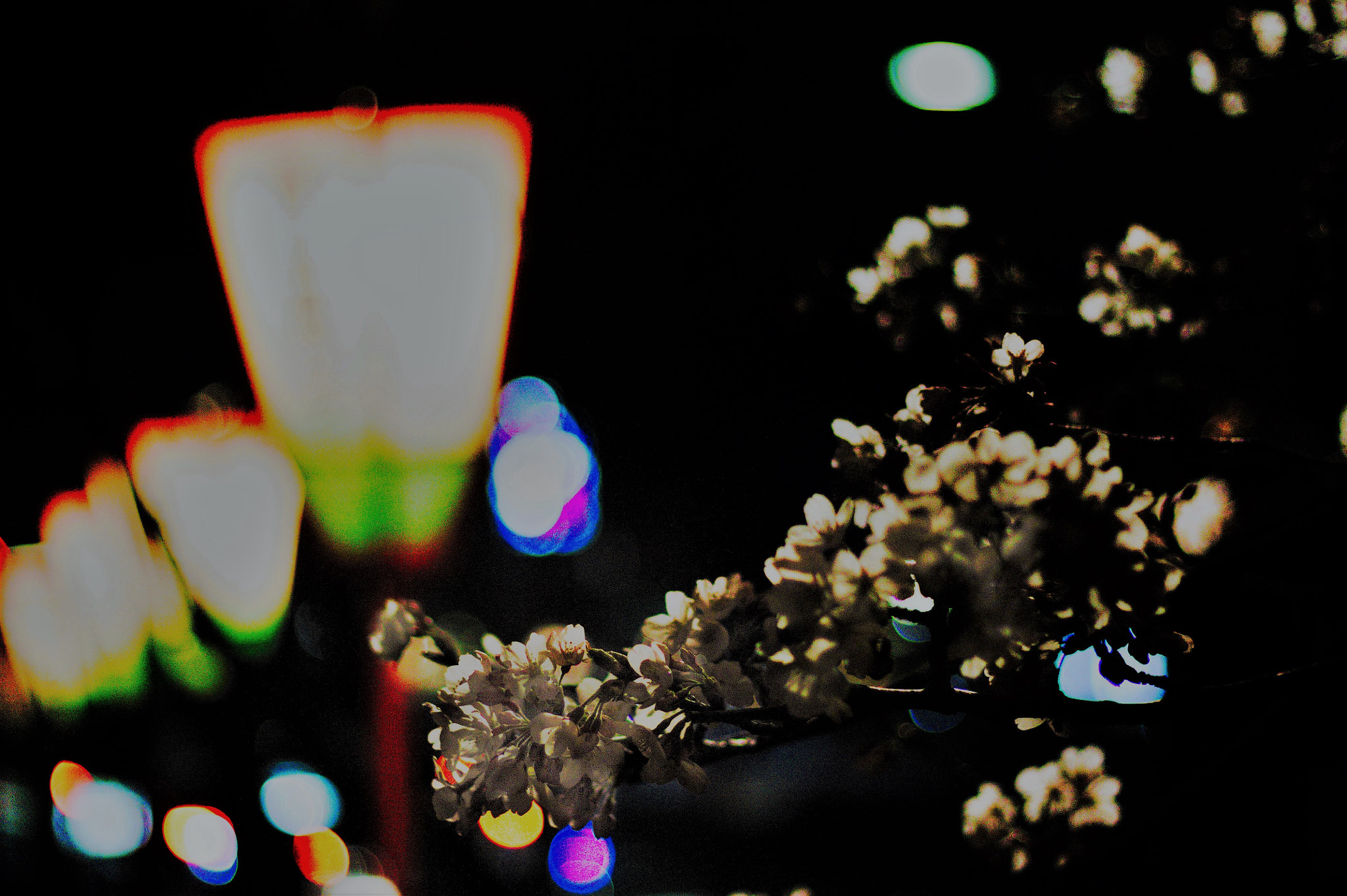 Canon EOS 450D (EOS Rebel XSi / EOS Kiss X2) sample photo. Cherry's night photography