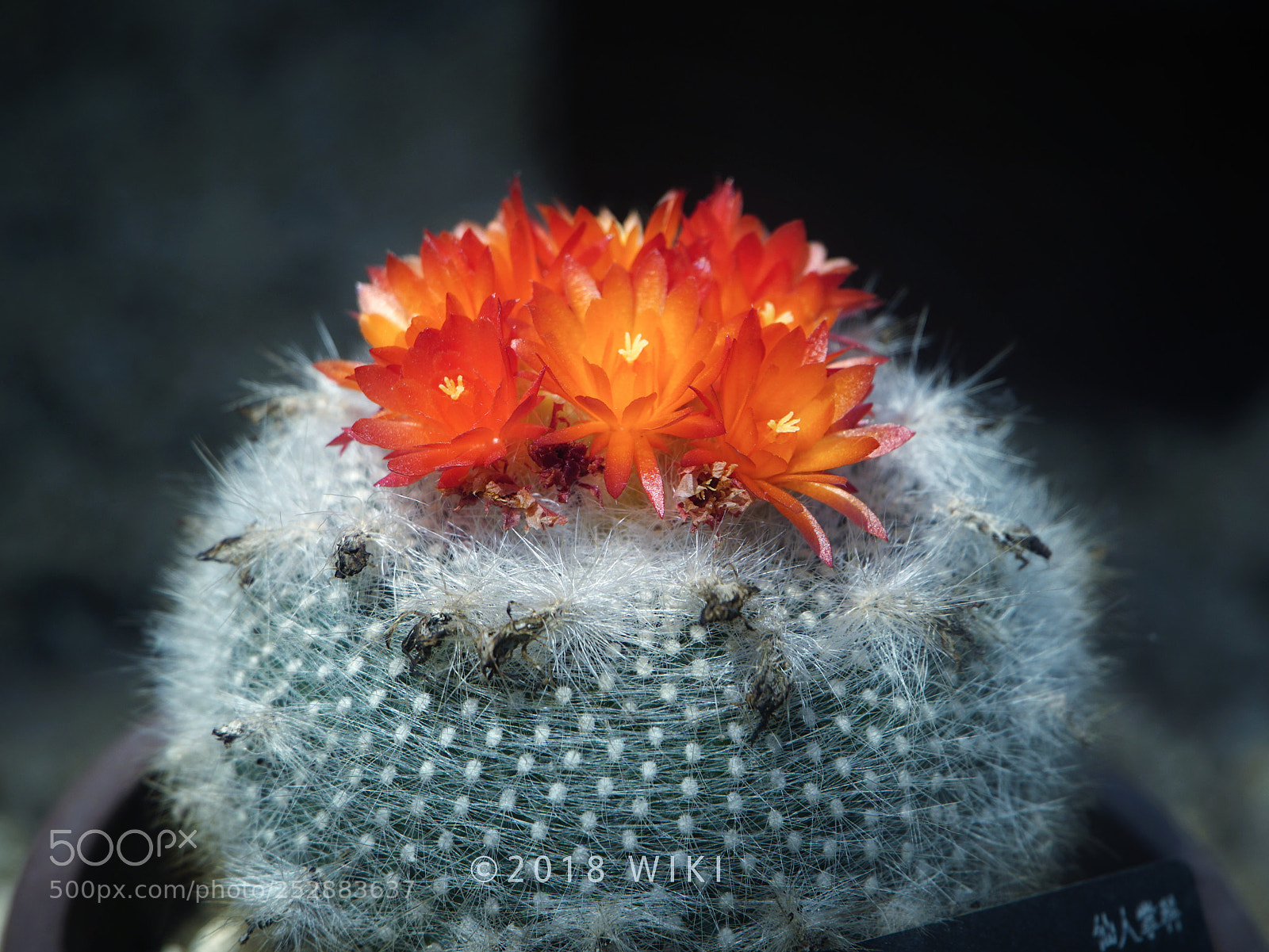 Sony a5100 sample photo. Cactus flower photography