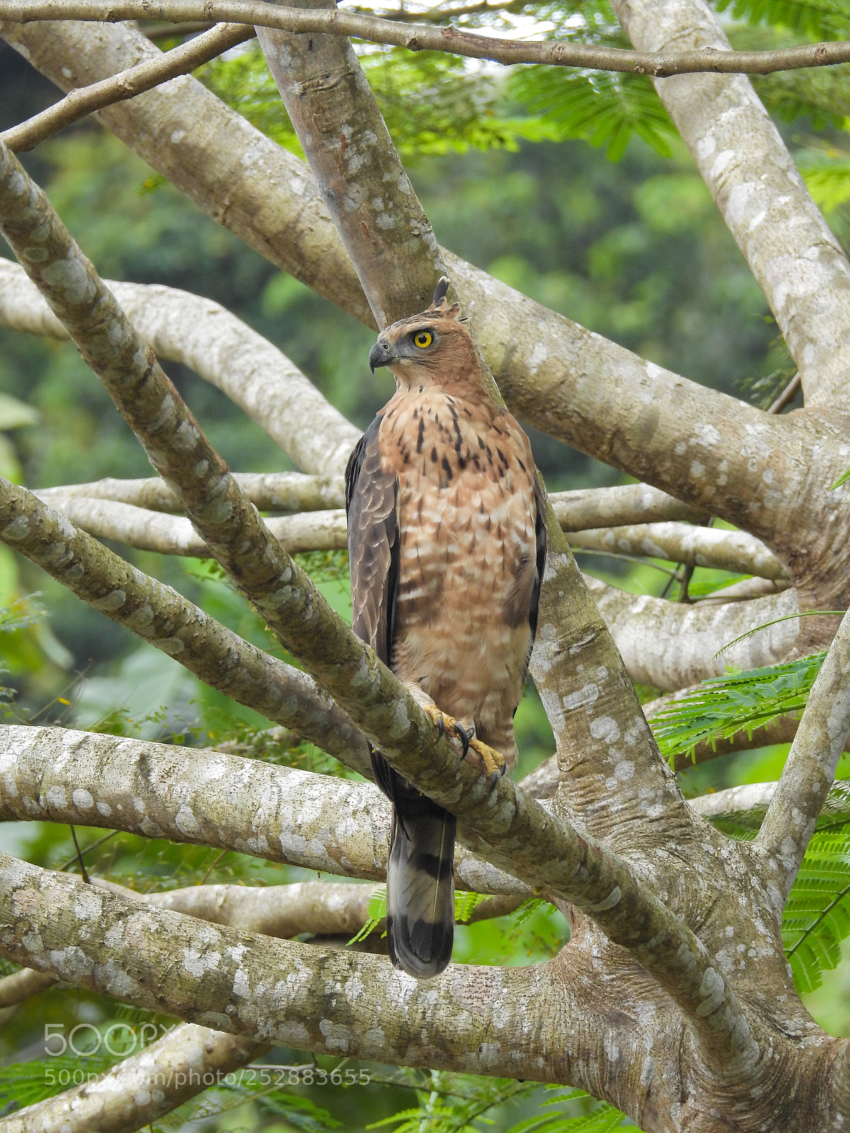 Nikon Coolpix P900 sample photo. Bird of borneo photography