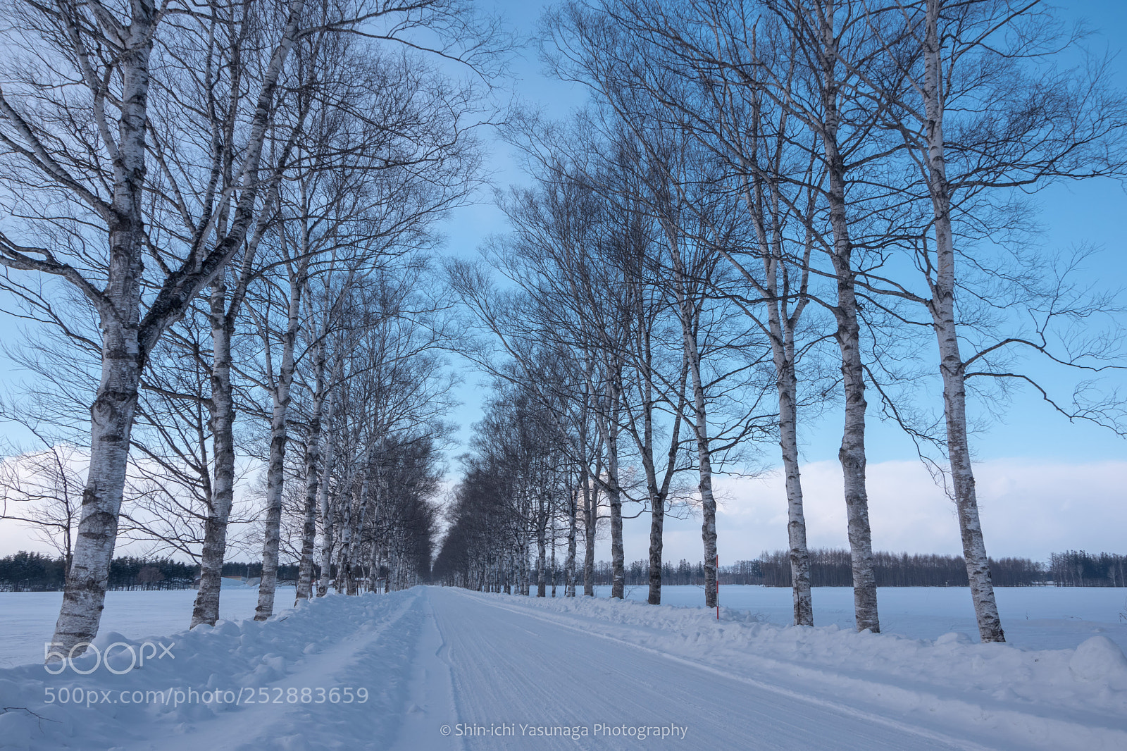 Pentax K-70 sample photo. Winter's white birch avenue photography