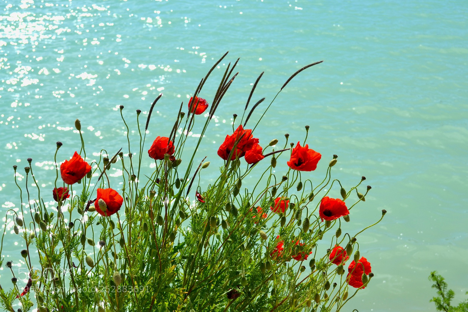 Nikon D3100 sample photo. Coquelicots photography