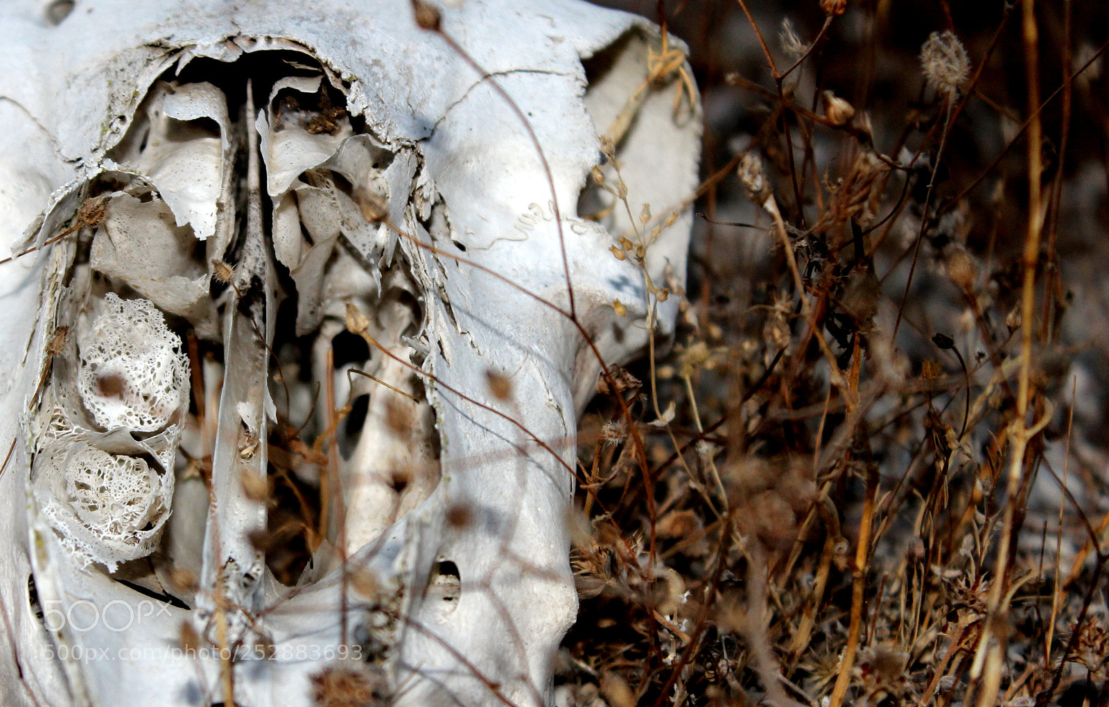 Canon EOS 600D (Rebel EOS T3i / EOS Kiss X5) sample photo. Skull photography