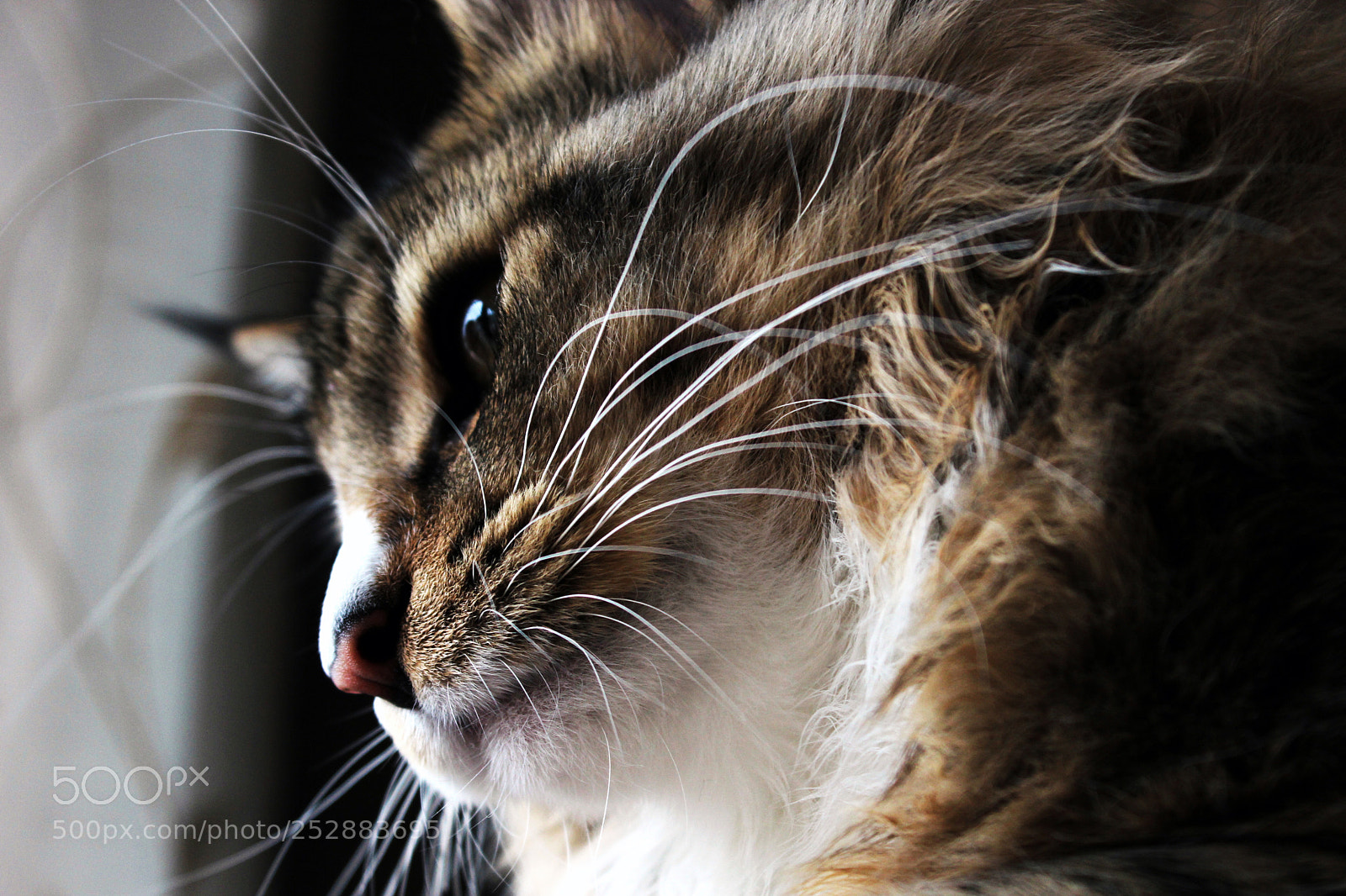 Canon EOS 600D (Rebel EOS T3i / EOS Kiss X5) sample photo. Cat photography