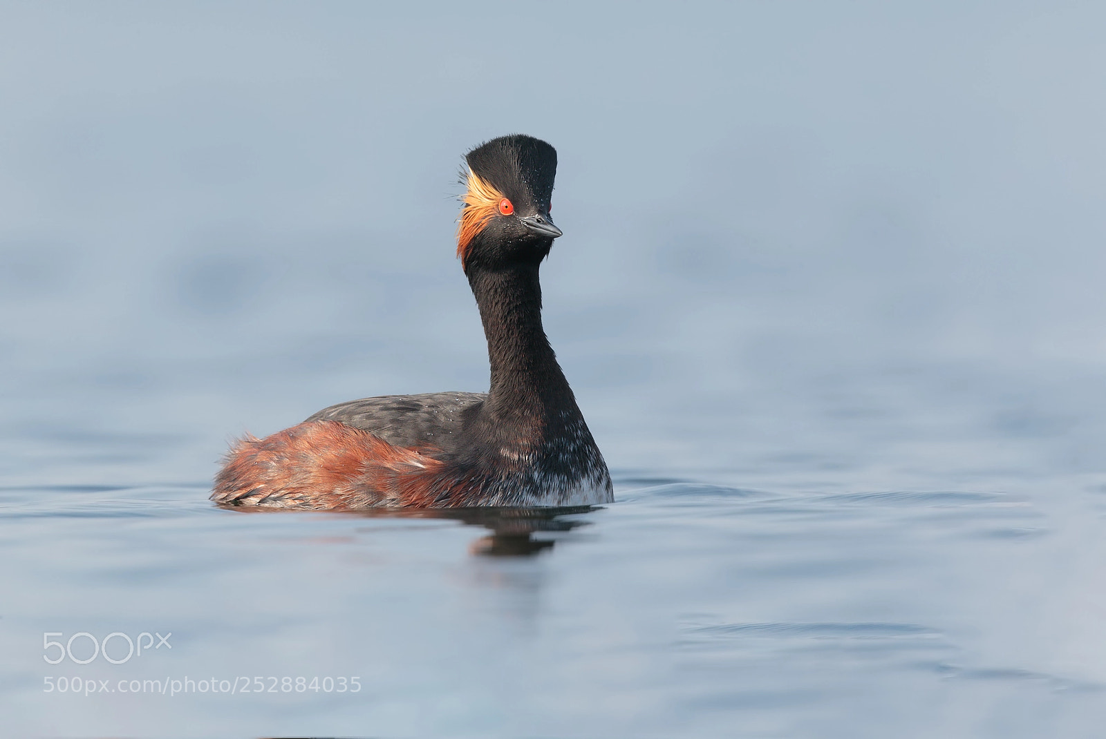 Canon EOS-1D X sample photo. Necked grebe photography
