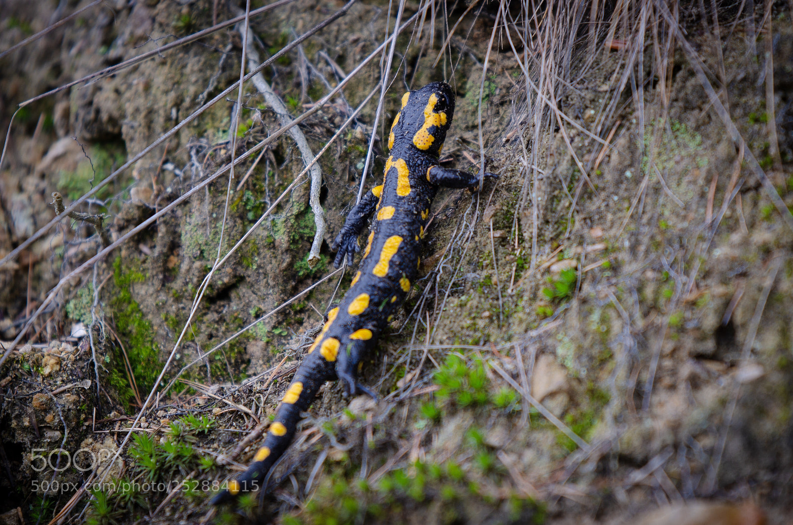 Nikon D7000 sample photo. Feuersalamander photography