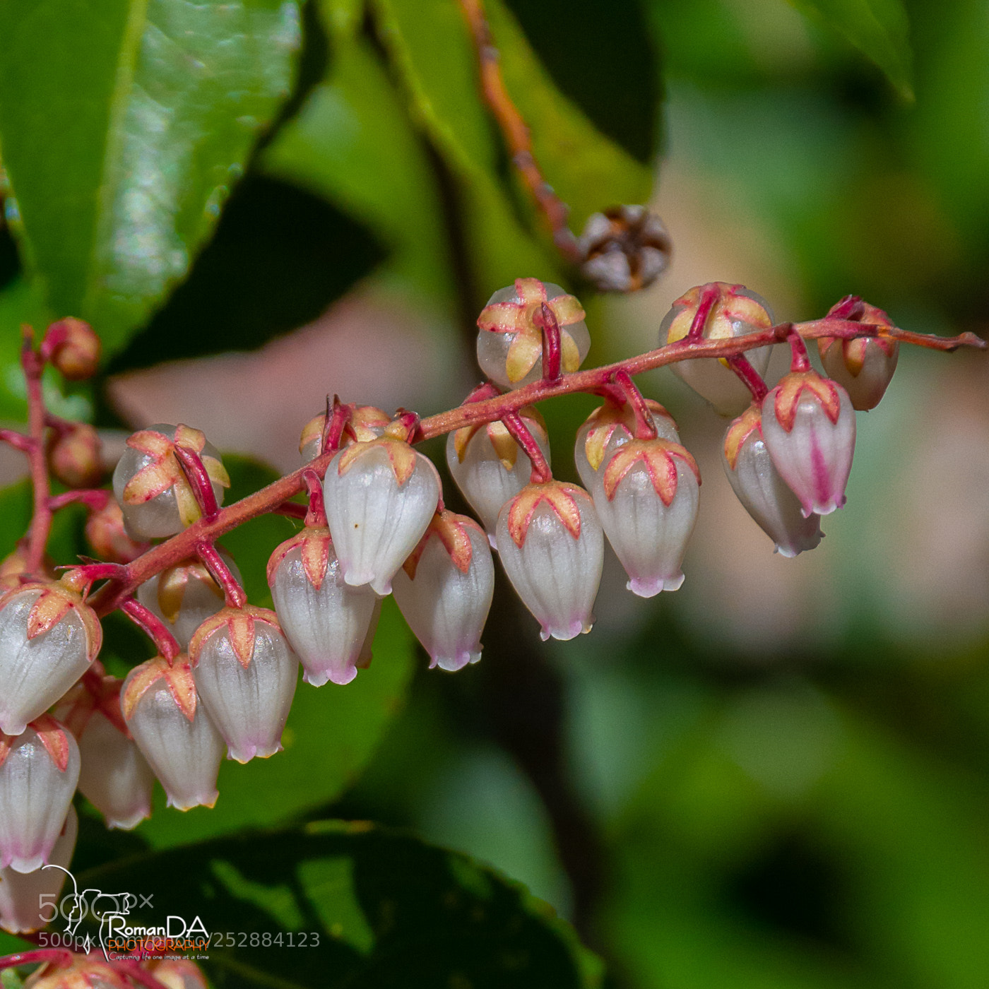 Nikon D7200 sample photo. Tiny blooms photography