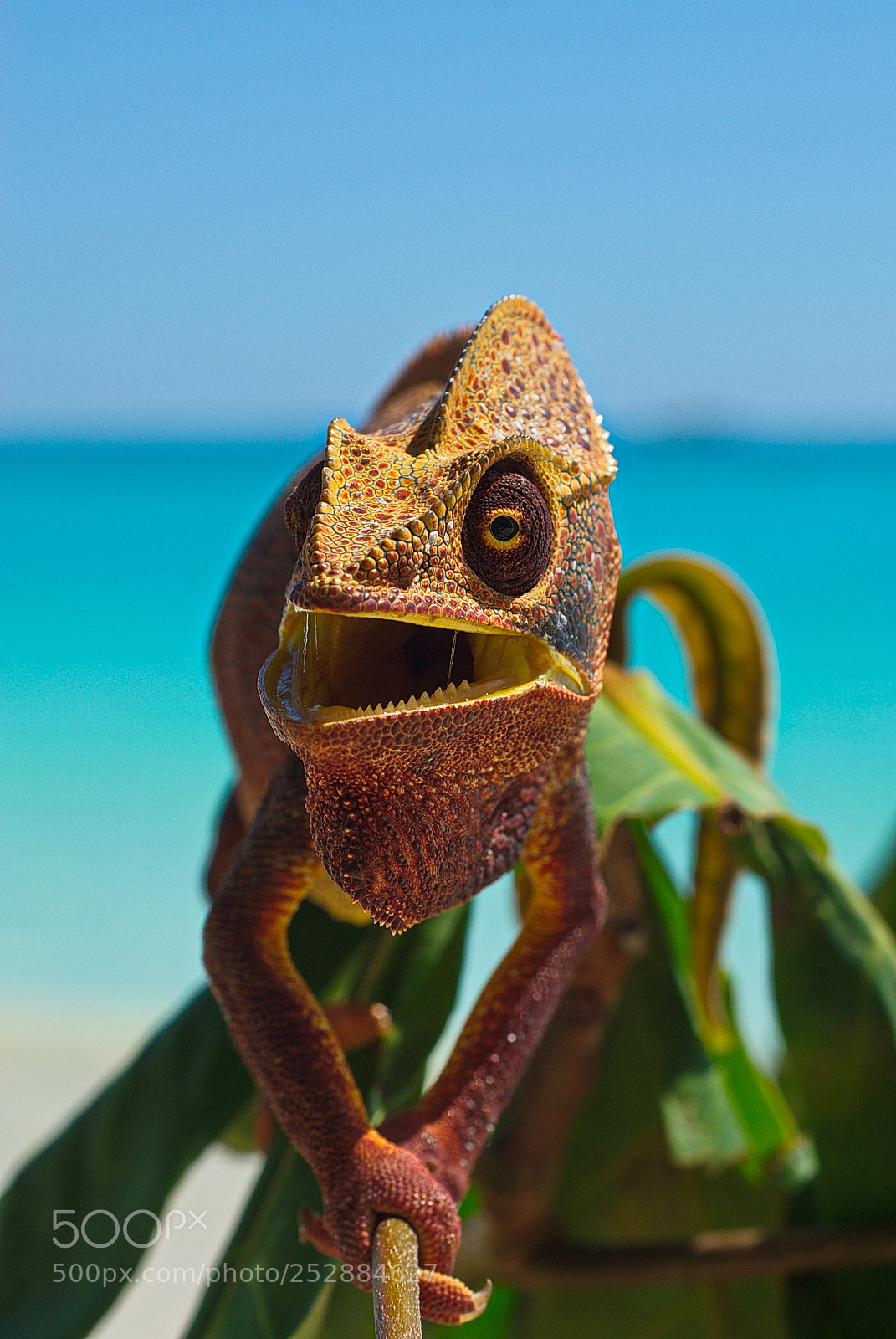 Pentax K10D sample photo. Chameleon 6 photography