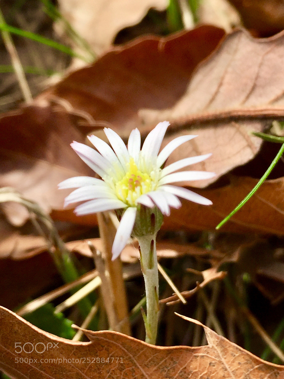 Apple iPhone 6 Plus sample photo. Untitled photography