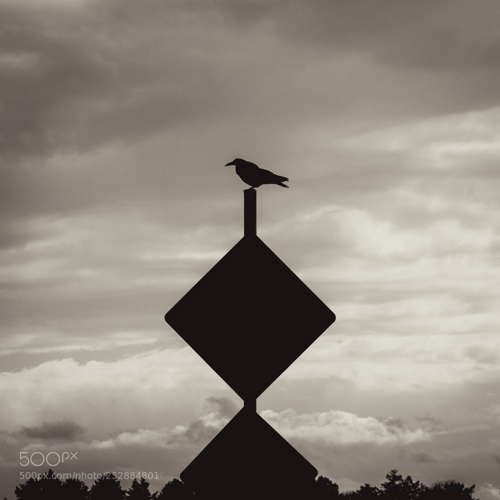 Nikon D5600 sample photo. Bird sign photography
