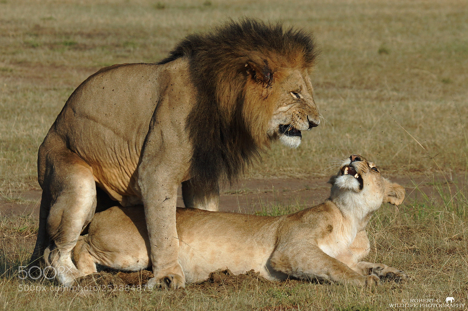 Sony SLT-A77 sample photo. Lions in love photography