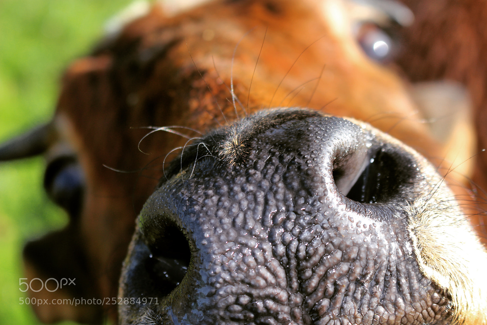 Canon EOS 100D (EOS Rebel SL1 / EOS Kiss X7) sample photo. Gimme a kiss.. photography