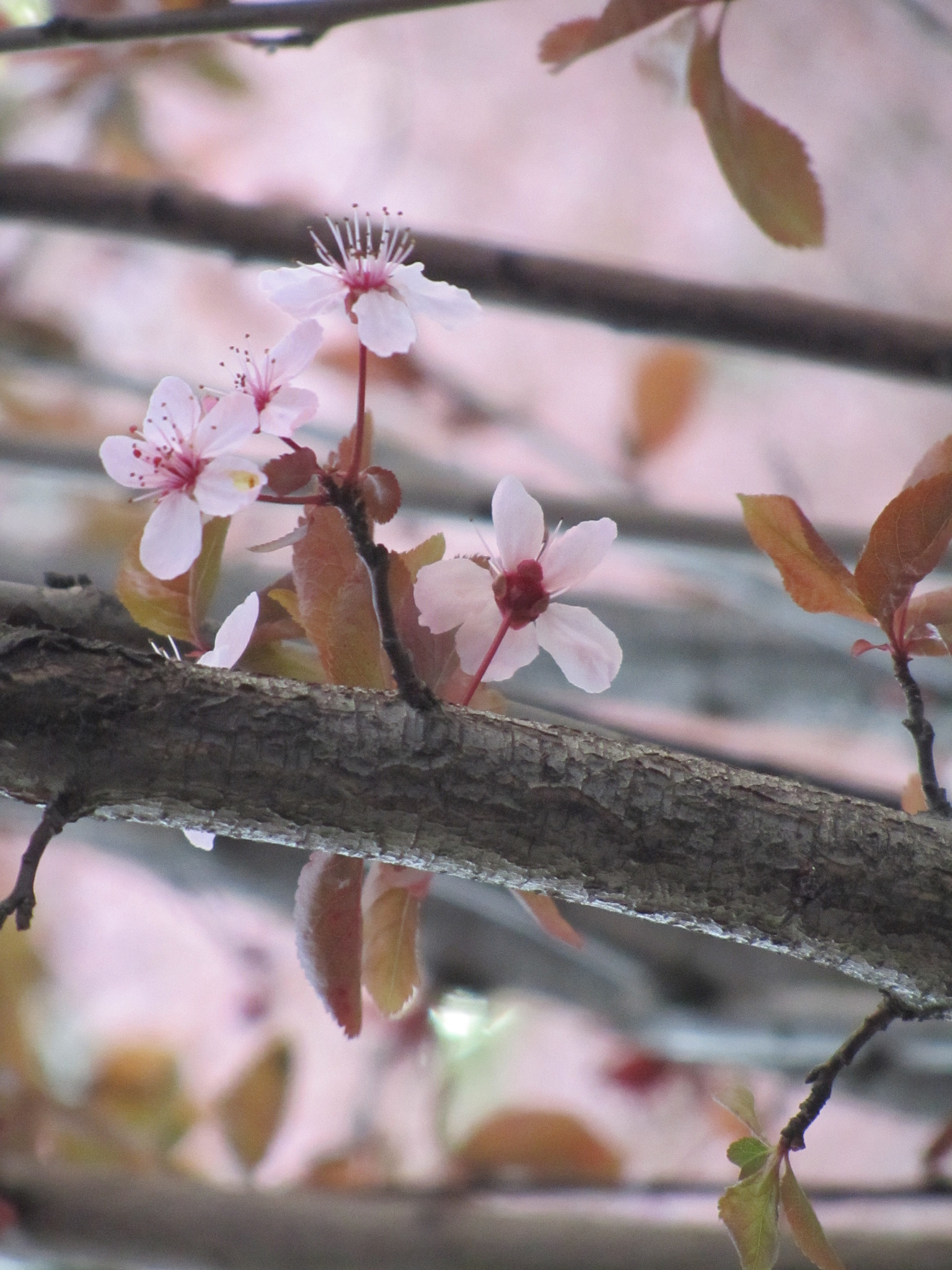 Canon PowerShot SX210 IS sample photo. Sitting gloriously to become tasty plums photography