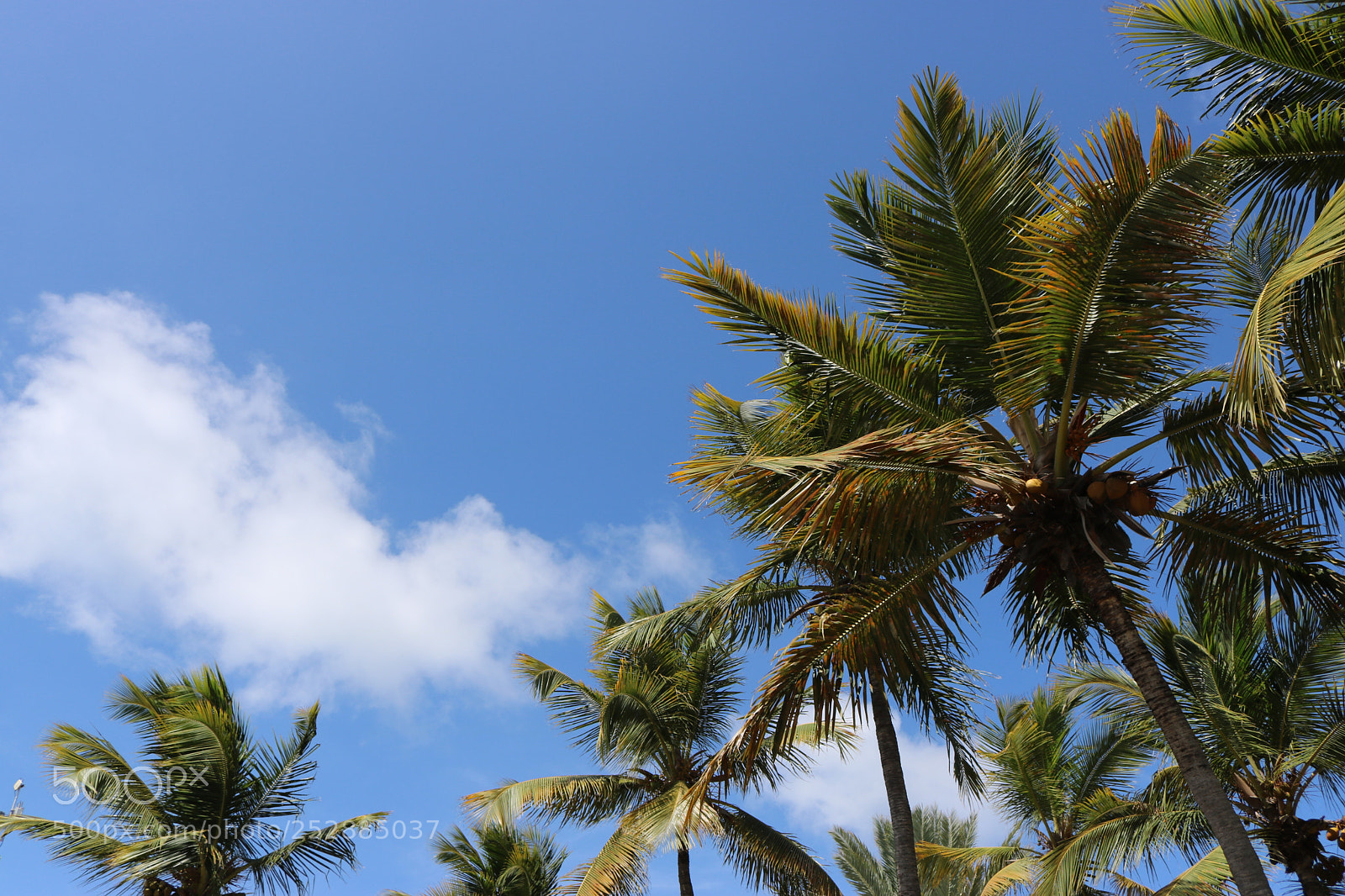 Canon EOS 750D (EOS Rebel T6i / EOS Kiss X8i) sample photo. Palms in the sky photography