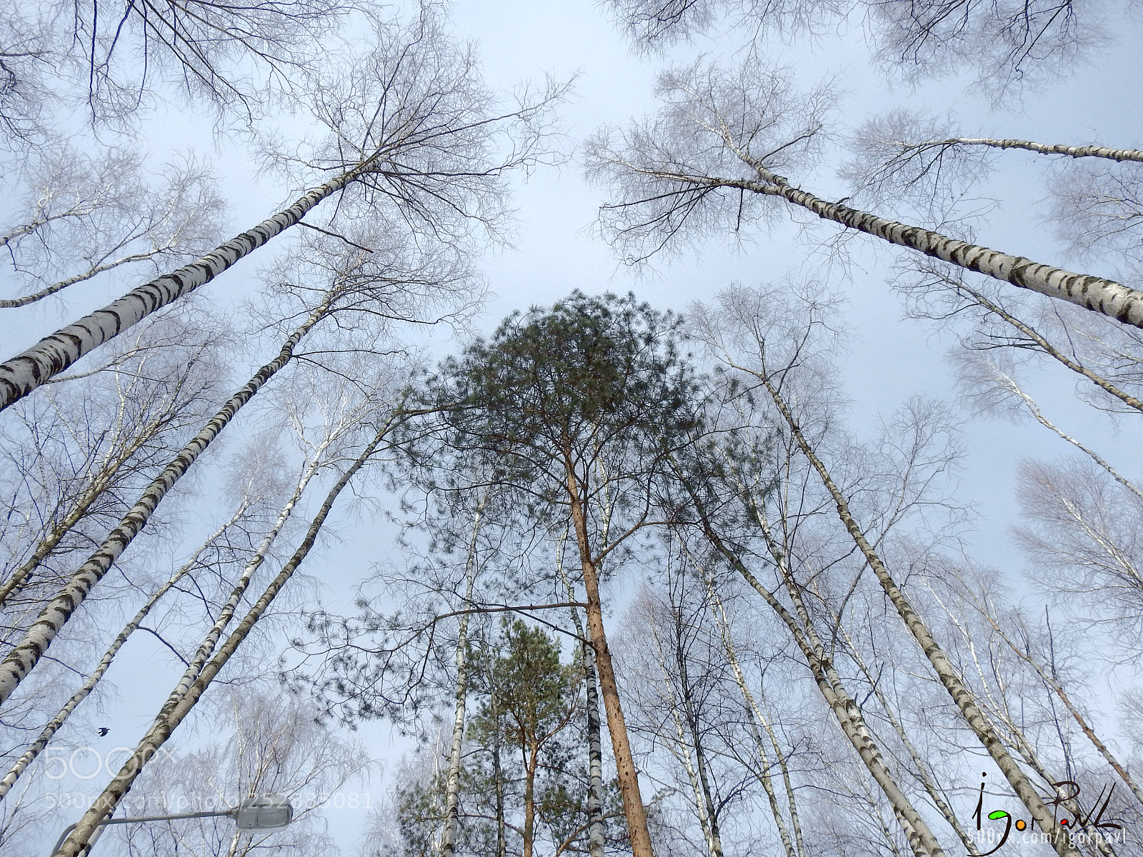 Nikon Coolpix P900 sample photo. Spring in the forest photography
