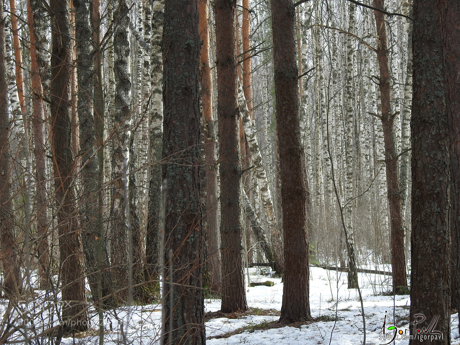 Nikon Coolpix P900 sample photo. Birch light photography