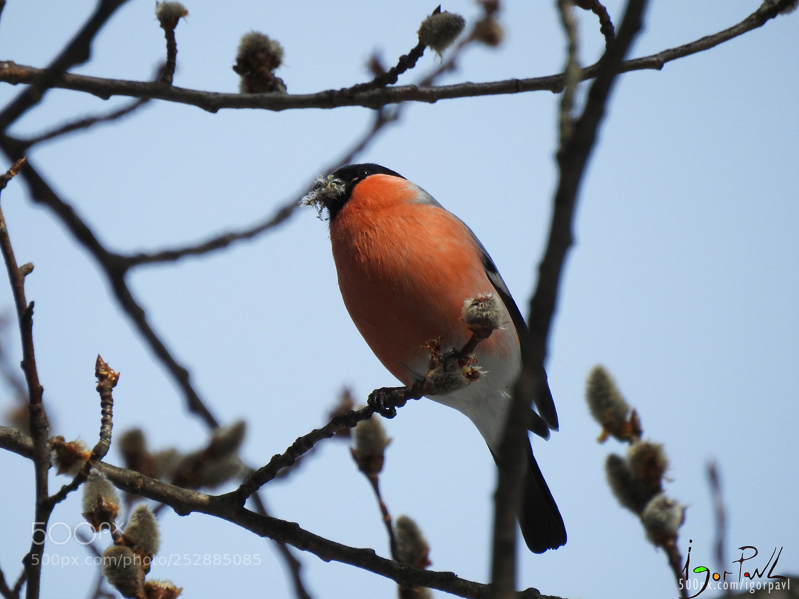Nikon Coolpix P900 sample photo. Red bird photography