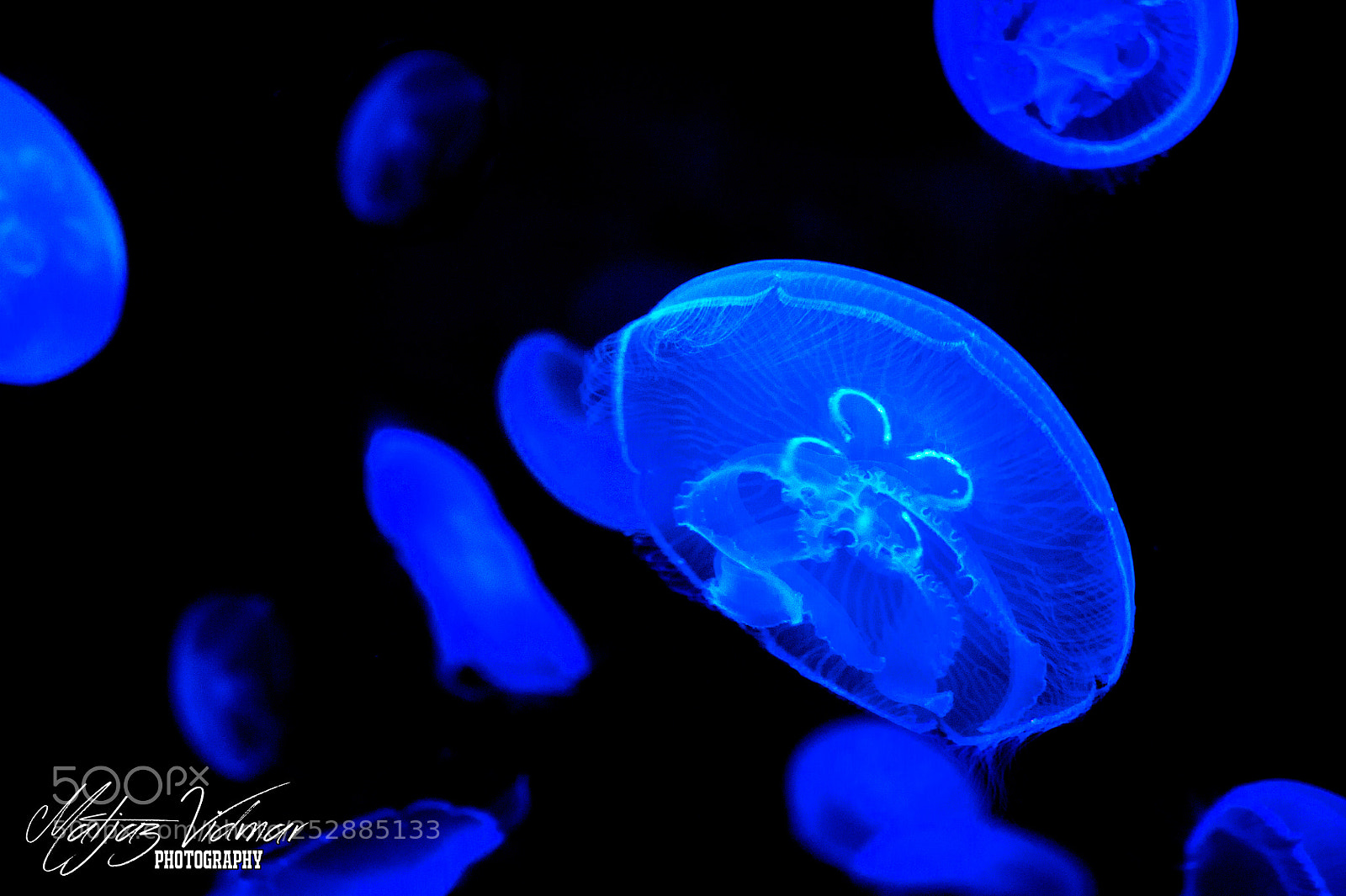 Nikon D700 sample photo. Jelly photography