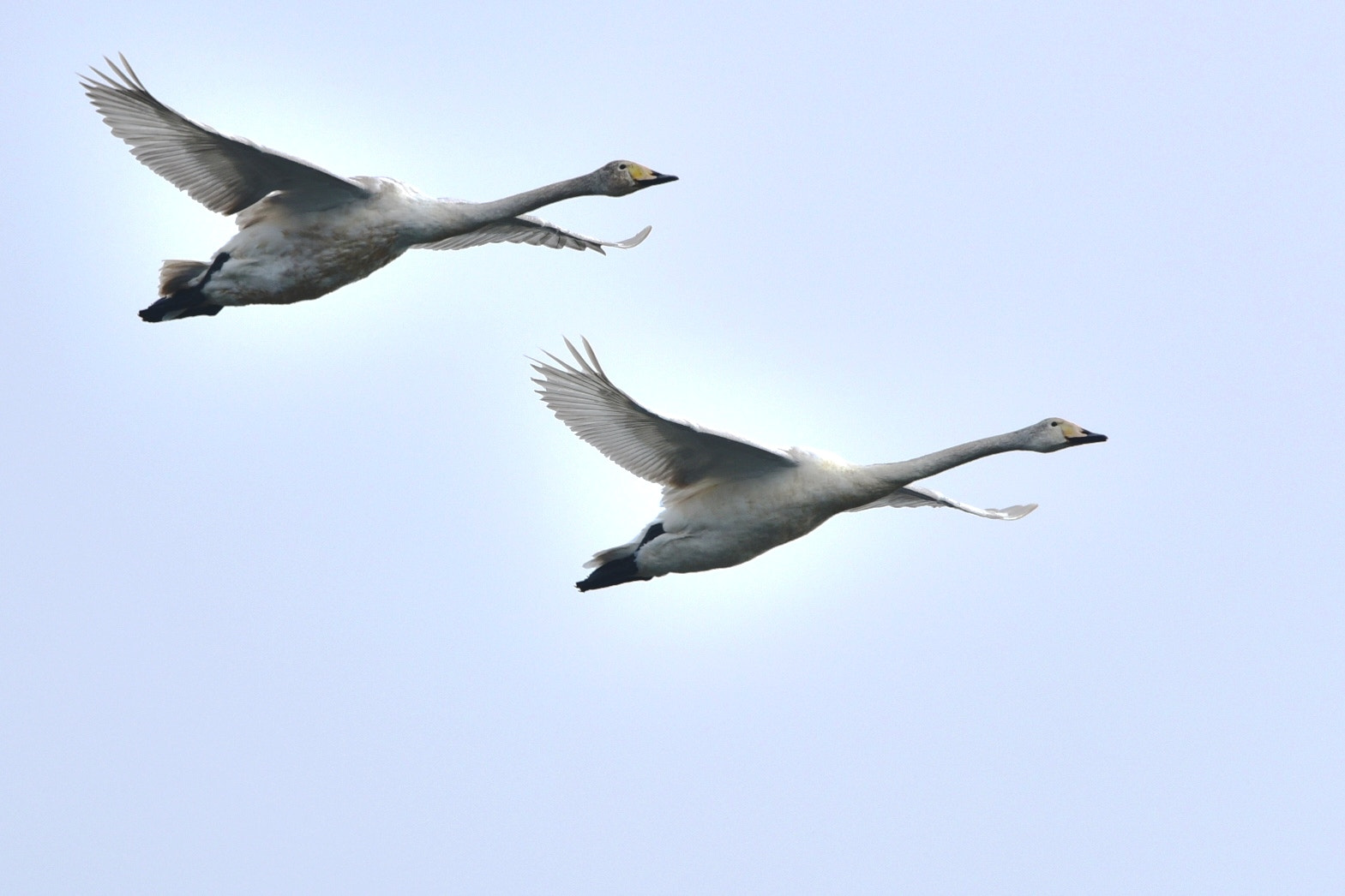 Nikon Nikkor AF-S 300mm F4E PF ED VR sample photo. Twins photography