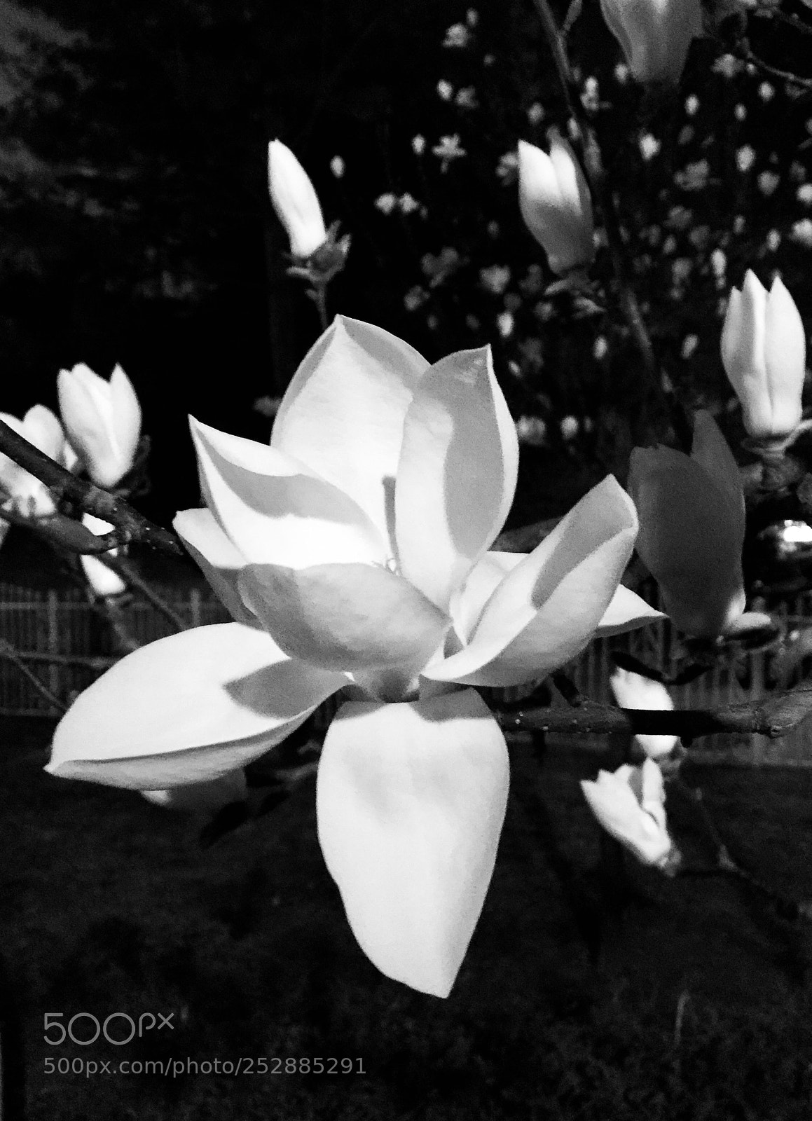 Apple iPhone 6 Plus sample photo. Untitled photography
