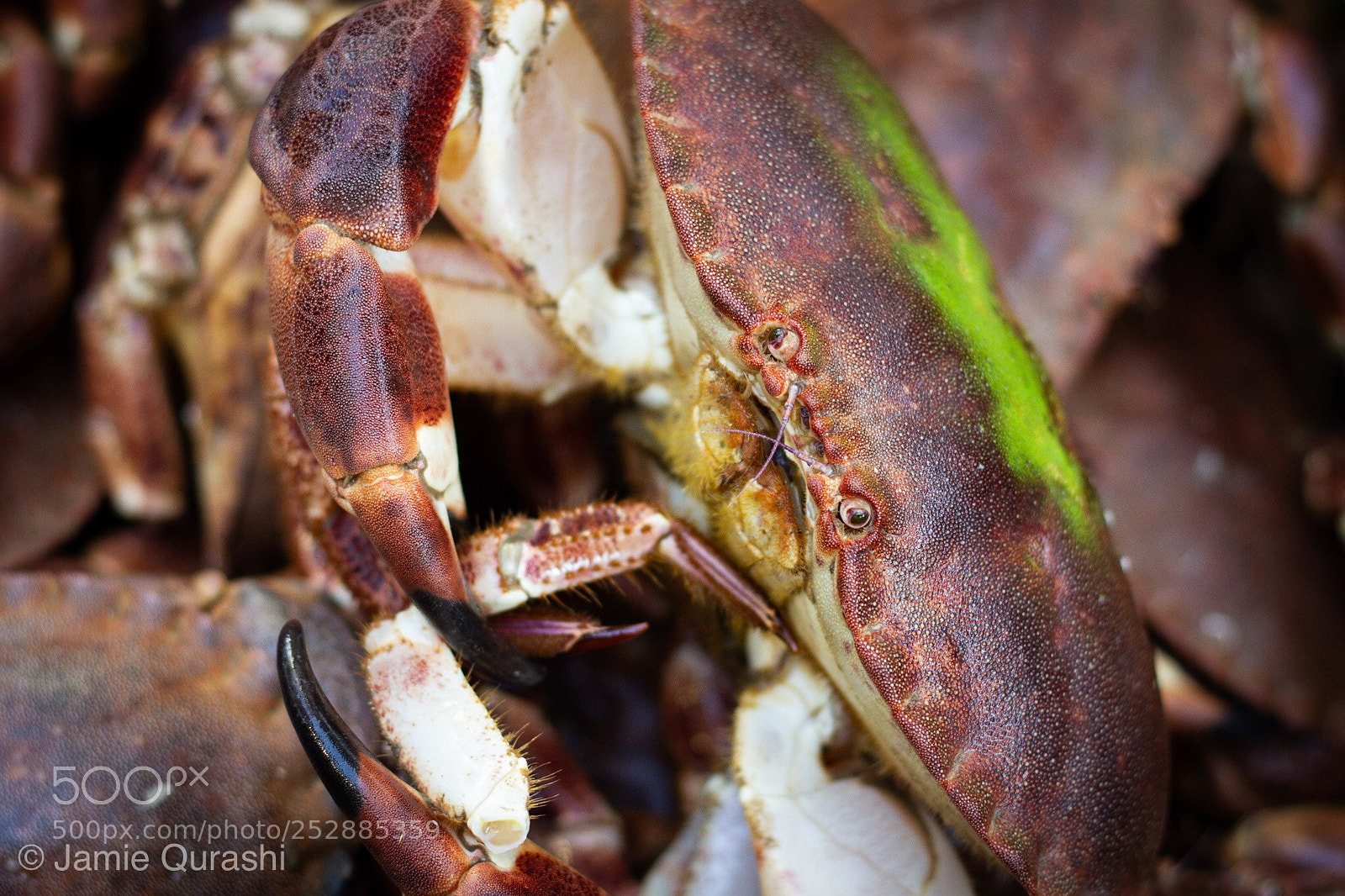 Canon EOS 7D sample photo. Crab  photography