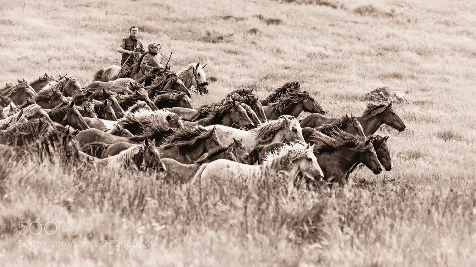 Canon EOS 50D sample photo. Cabalos photography
