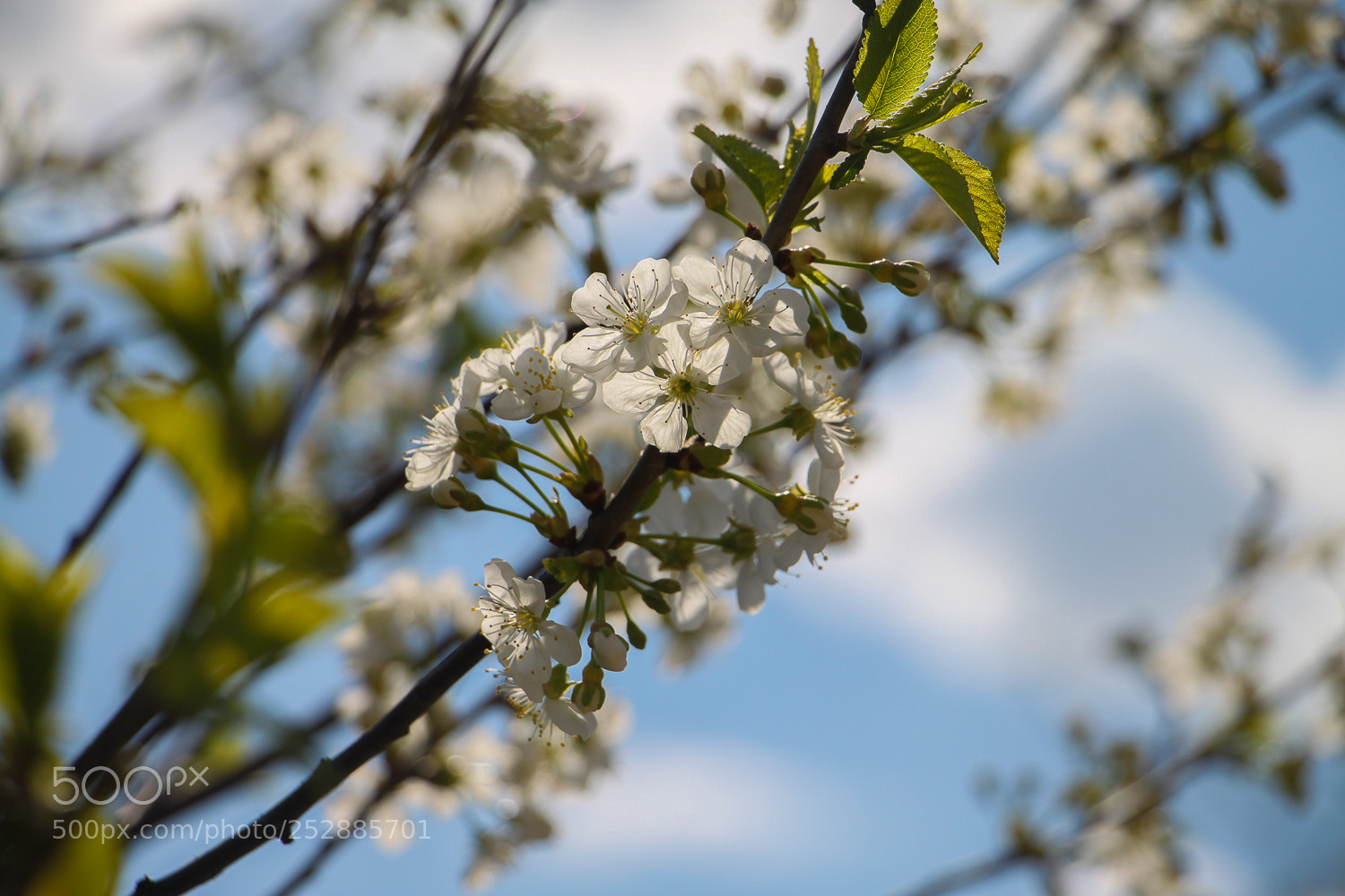Canon EOS 500D (EOS Rebel T1i / EOS Kiss X3) sample photo. Cherry tree photography