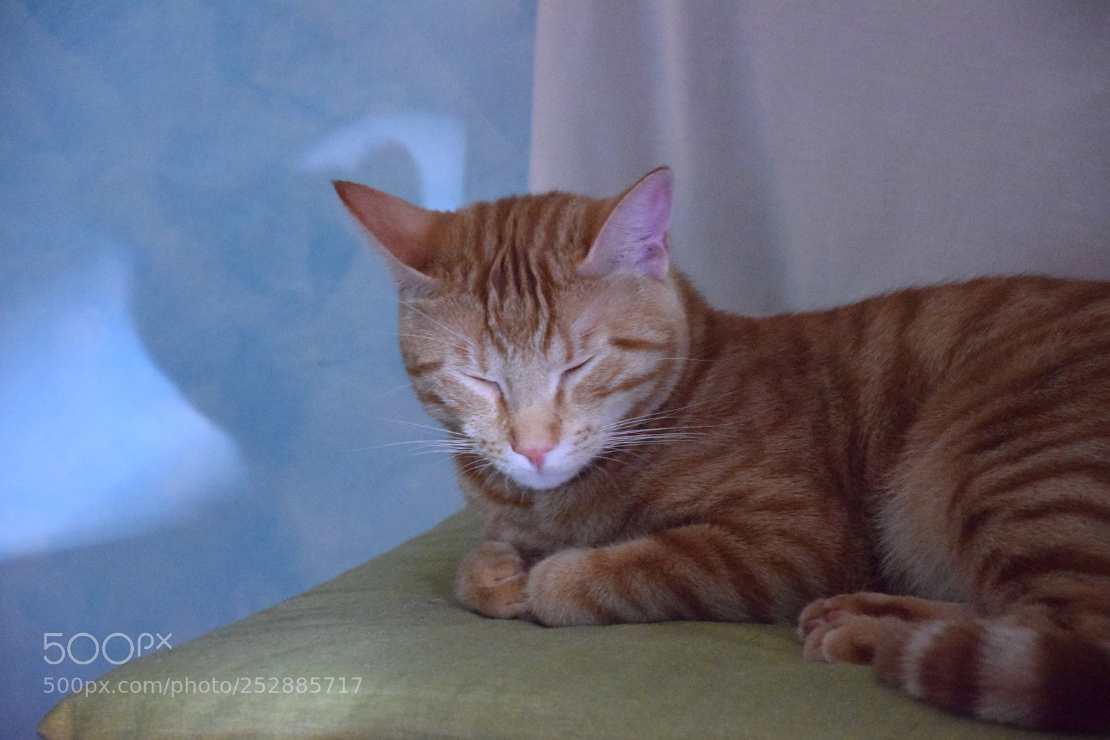 Nikon D3300 sample photo. Cats photography