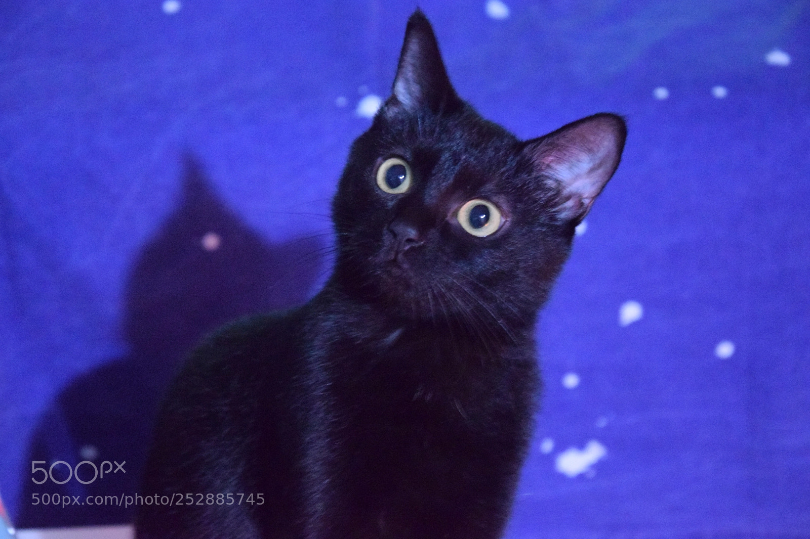 Nikon D3300 sample photo. Cats photography