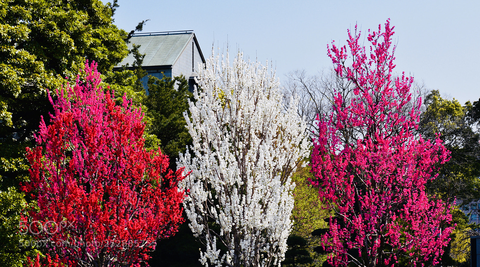 Nikon D5600 sample photo. Flowers  photography