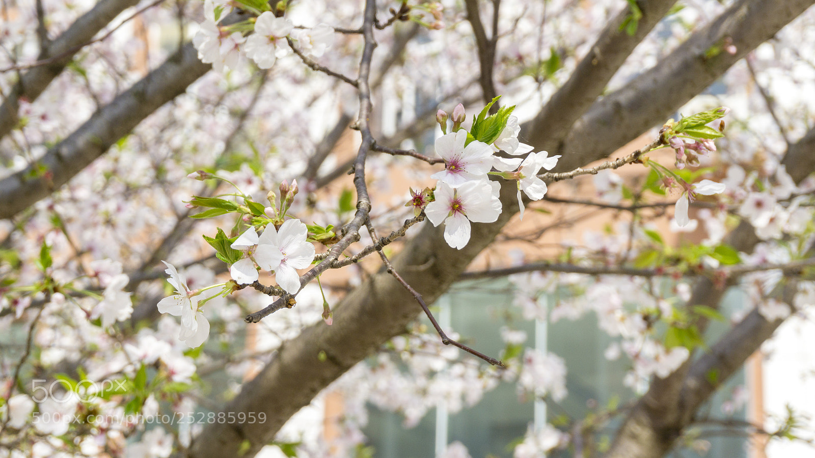Sony a6000 sample photo. Untitled photography