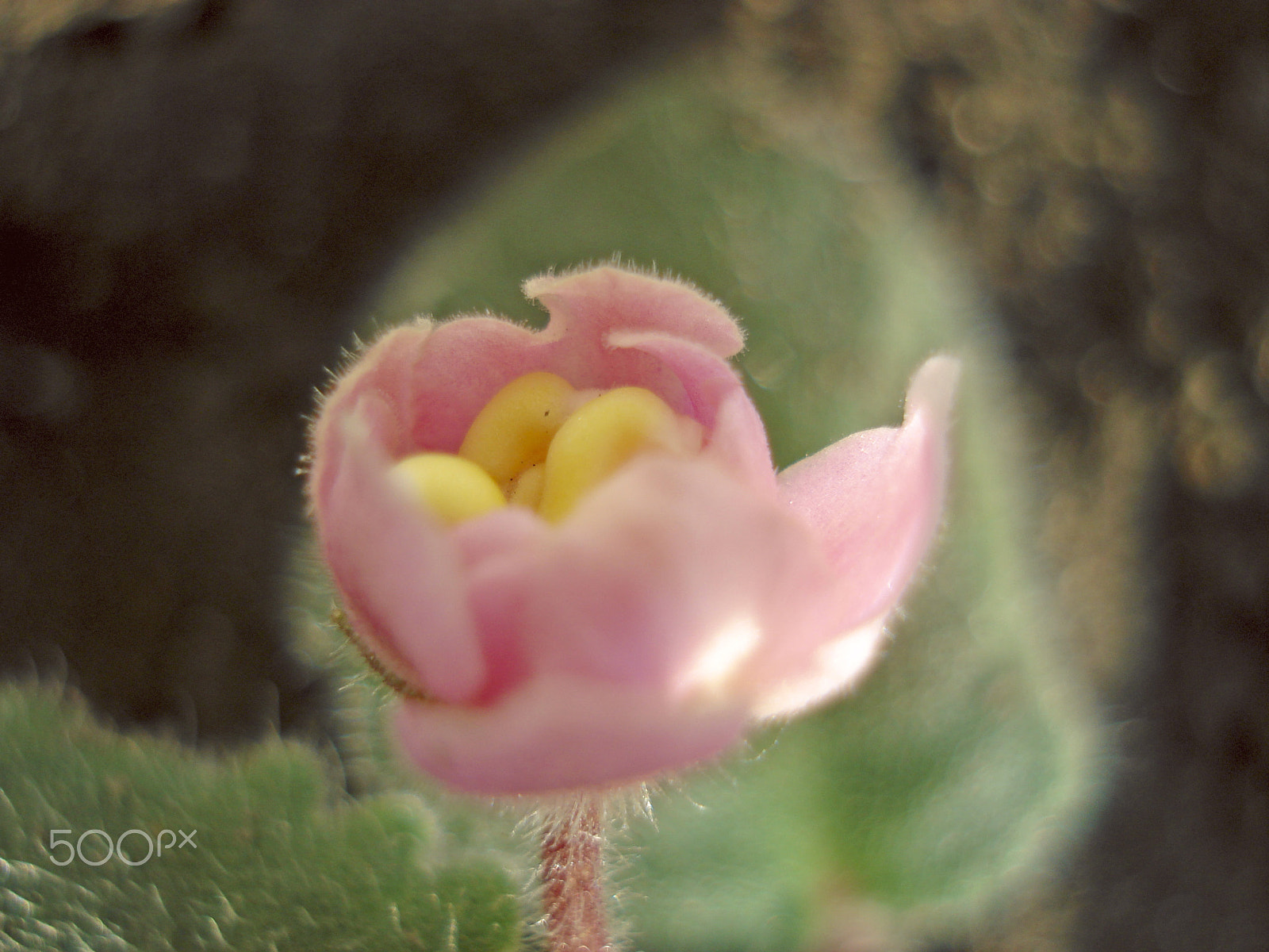 Sony DSC-W50 sample photo. Delicate bud of pink flower photography