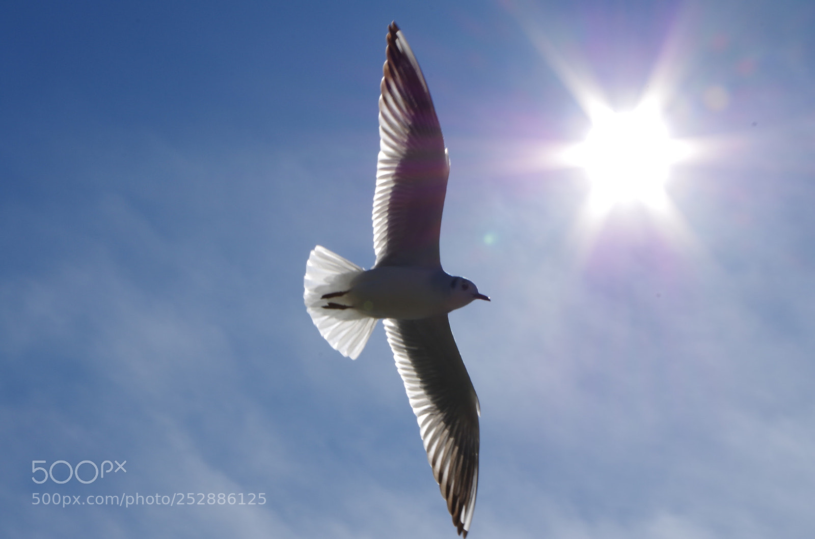 Pentax K-50 sample photo. Untitled photography