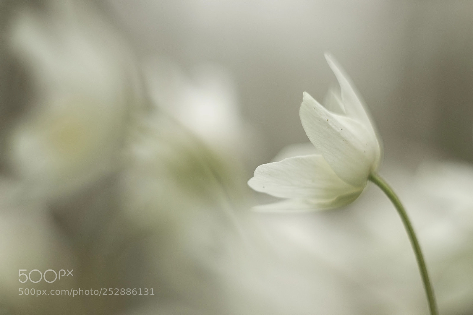 Canon EOS 80D sample photo. Anemonic beauty photography