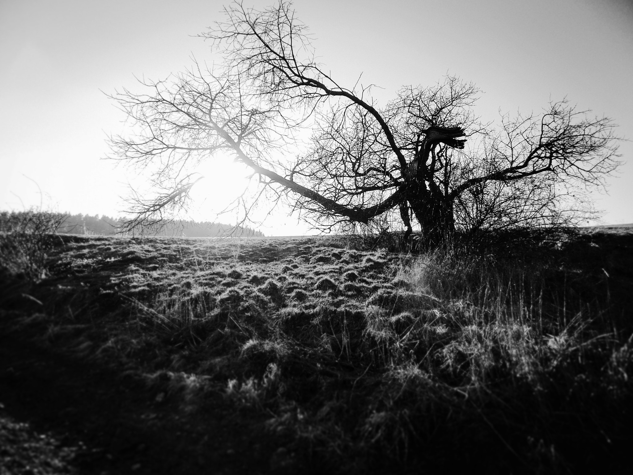 Nikon COOLPIX L320 sample photo. Dragon tree photography