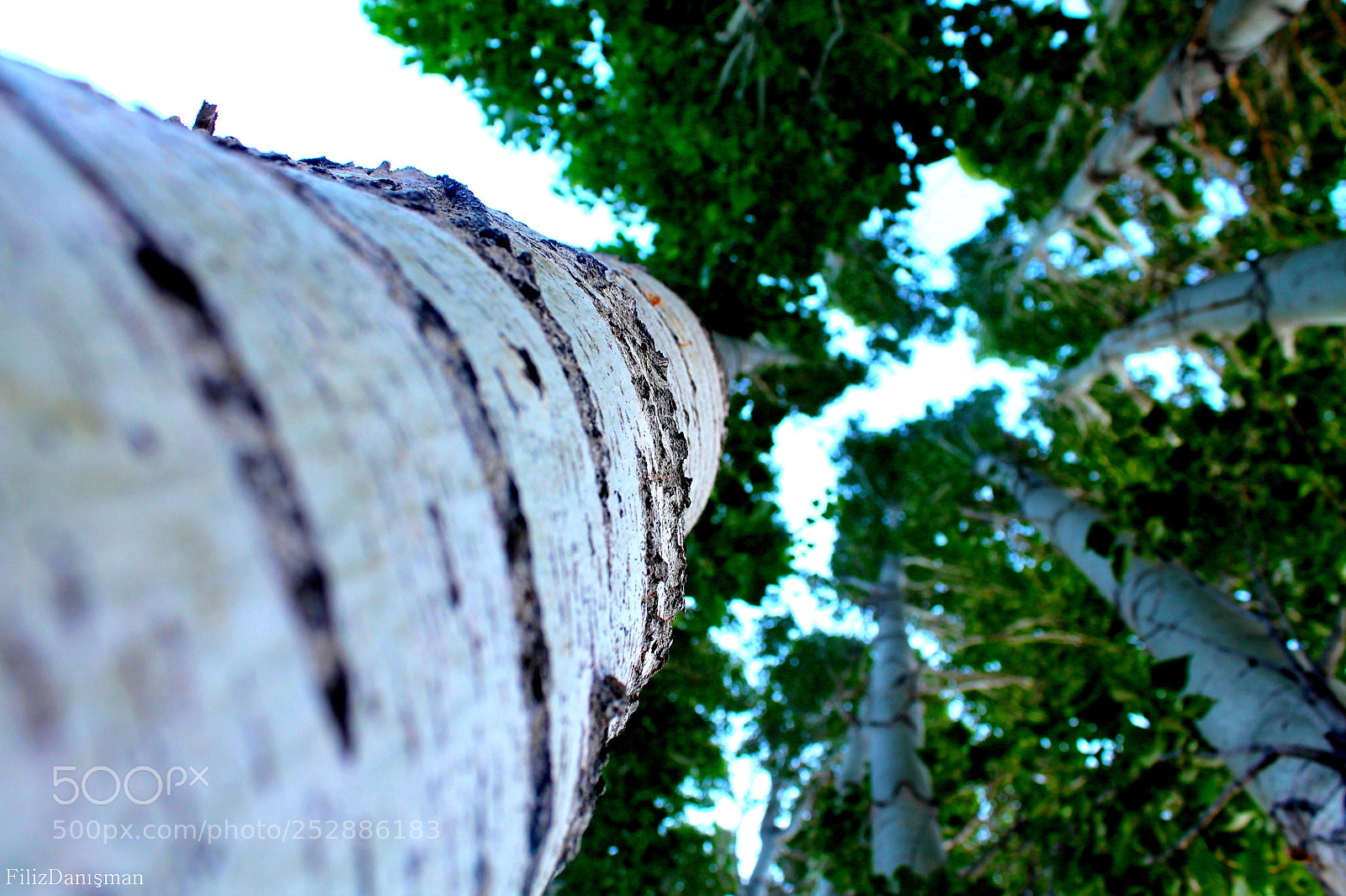 Canon EOS 1100D (EOS Rebel T3 / EOS Kiss X50) sample photo. Green..and filiz... photography