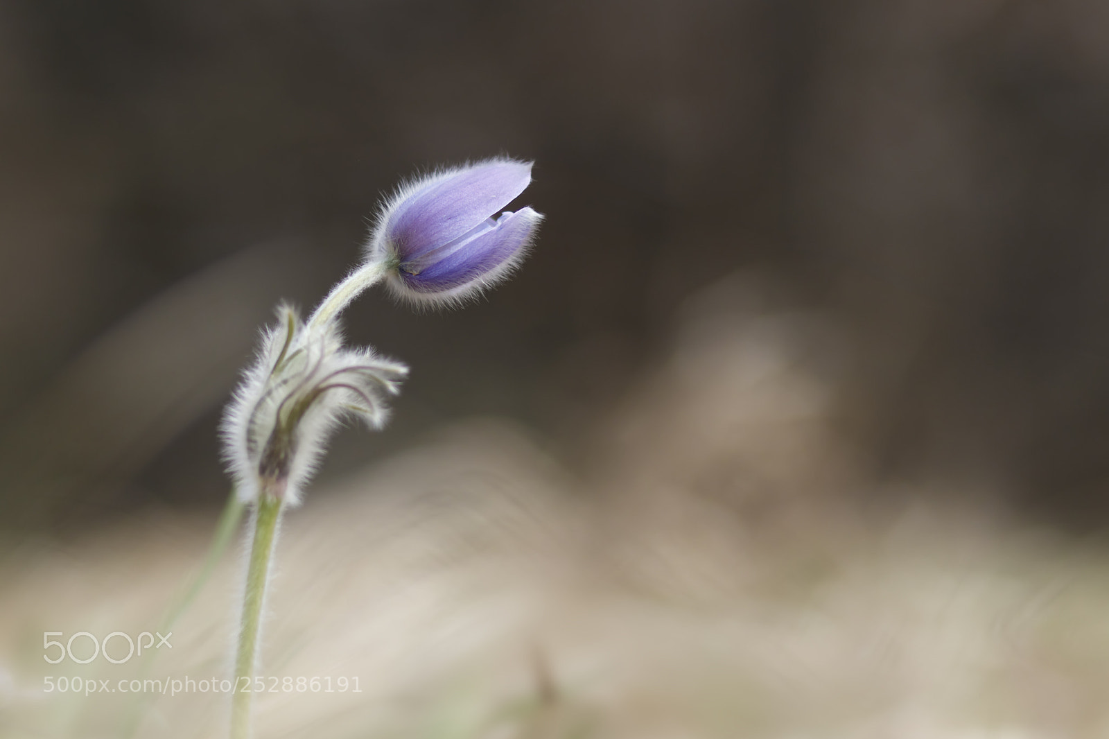 Canon EOS 80D sample photo. Pulsatilla photography