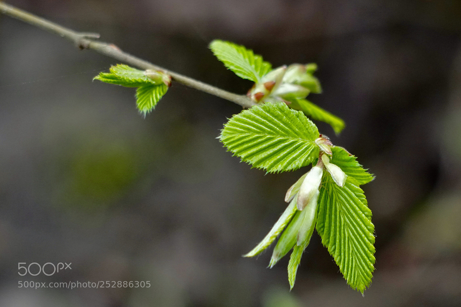 Sony a6500 sample photo. First leaves in springtime.  photography