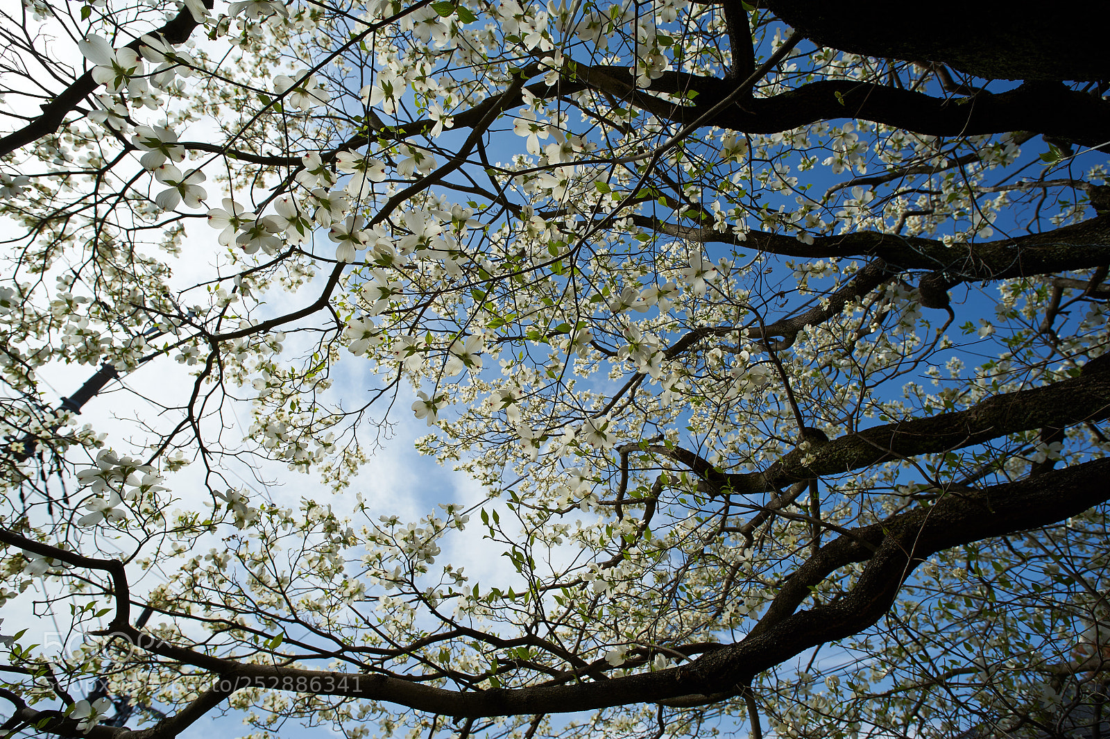 Nikon D3 sample photo. Full blossom with spring photography