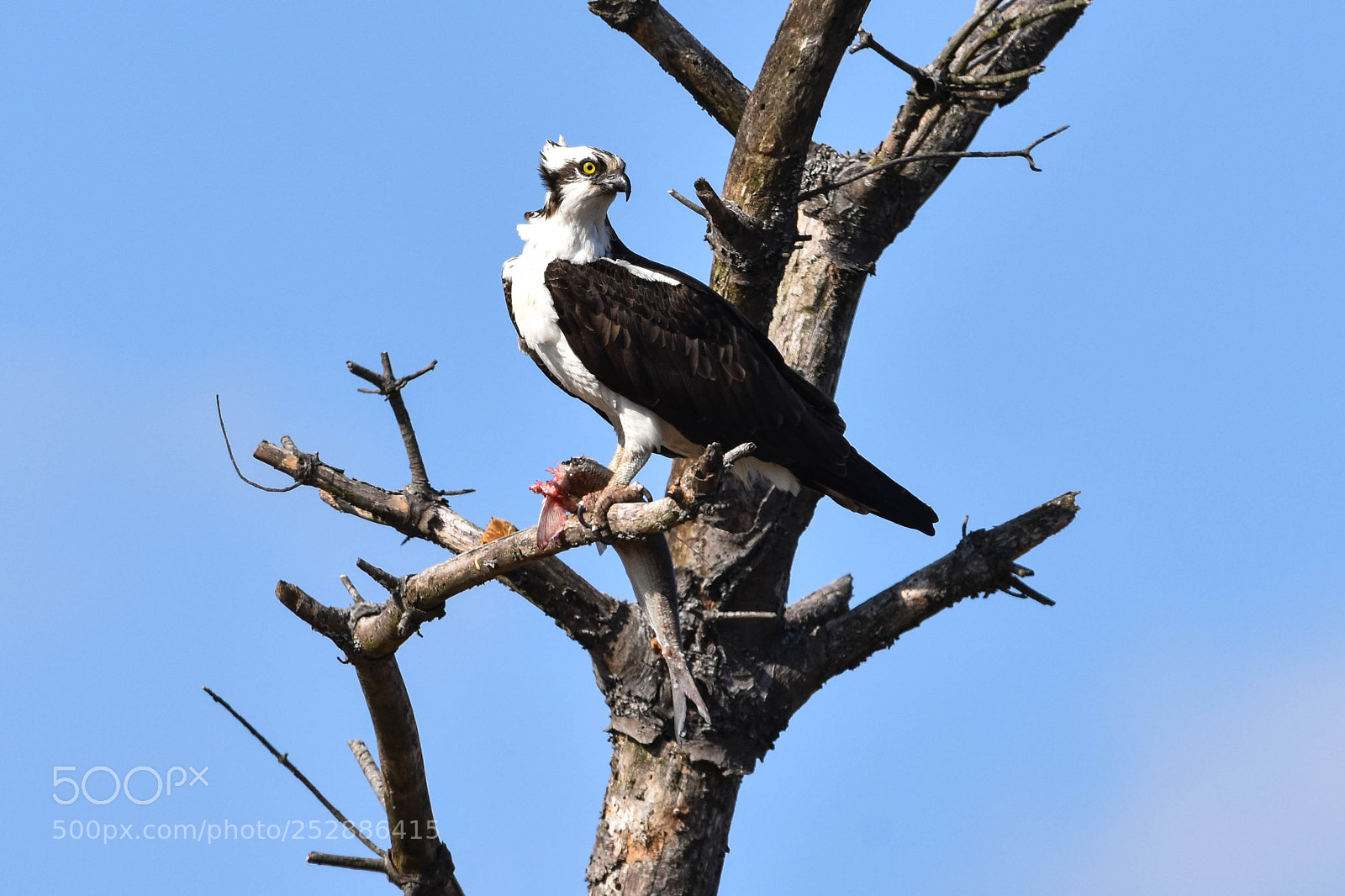 Nikon D3400 sample photo. Osprey with a fish photography
