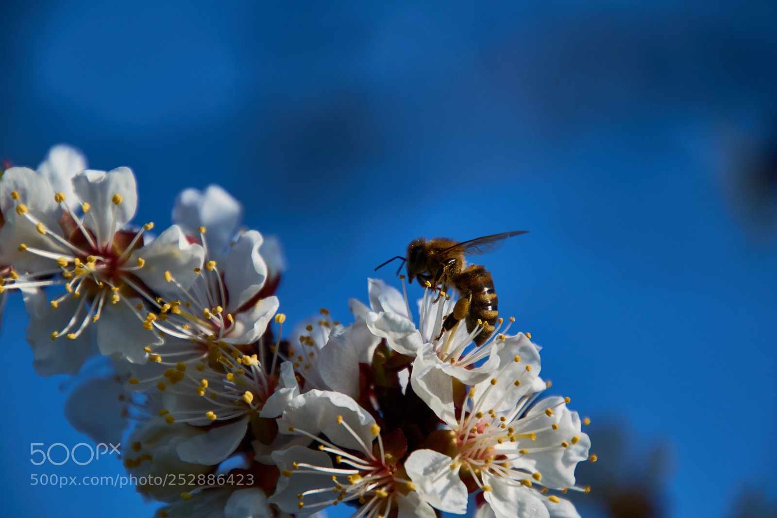 Nikon D3300 sample photo. Honey-bee ii photography