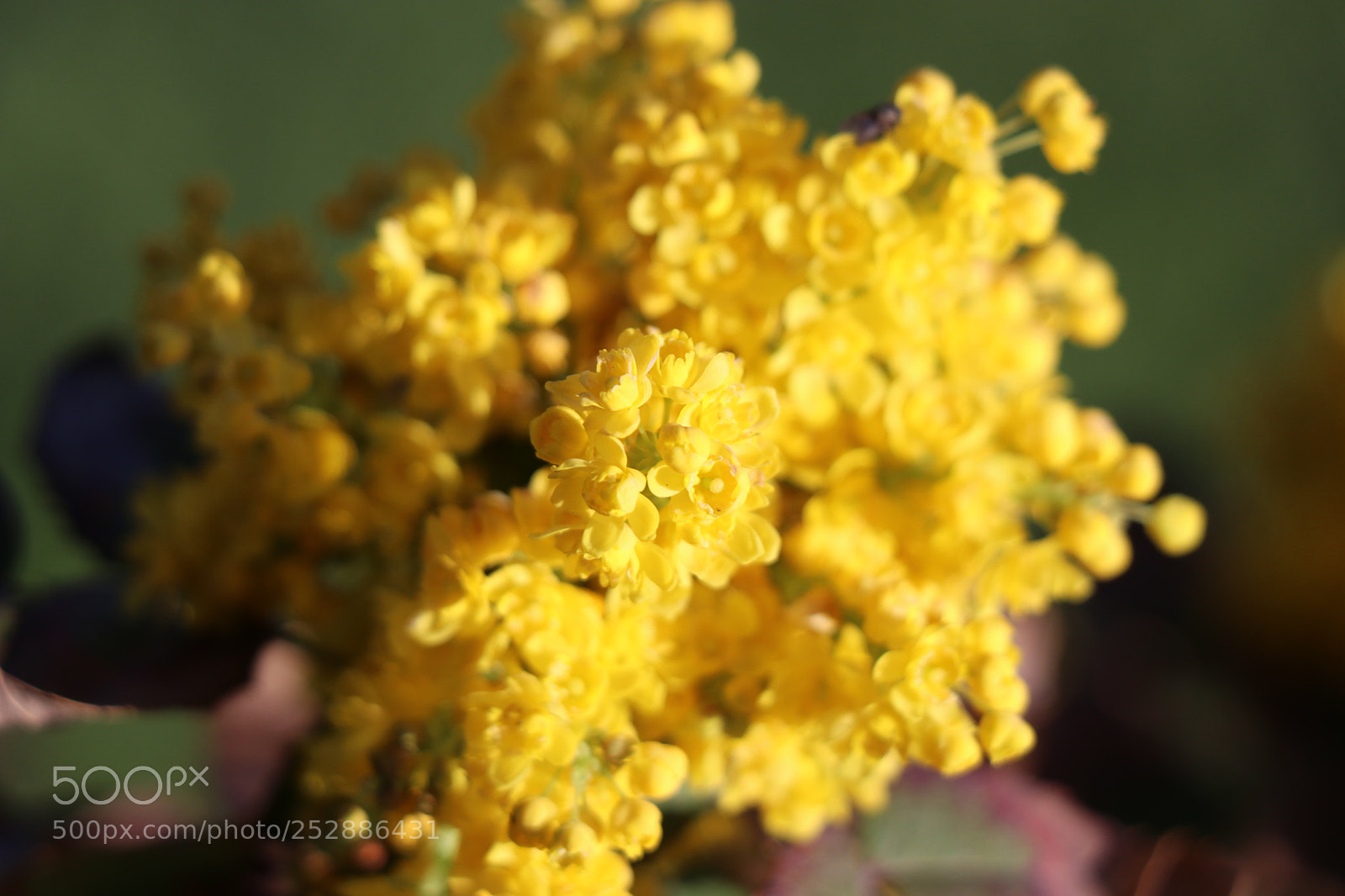 Canon EOS 80D sample photo. Beautiful bloom photography