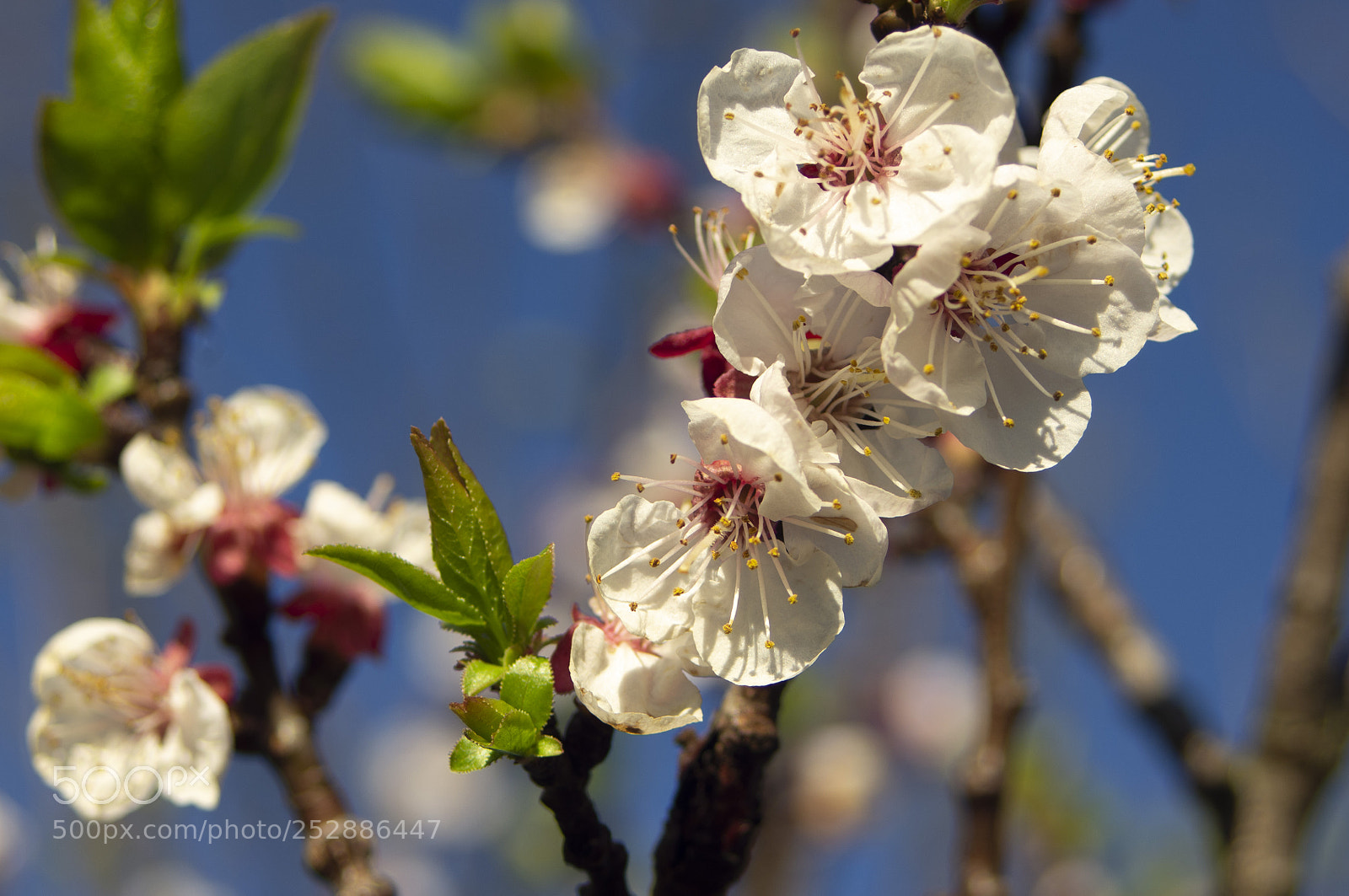 Pentax K-r sample photo. Fiori di albicocco photography