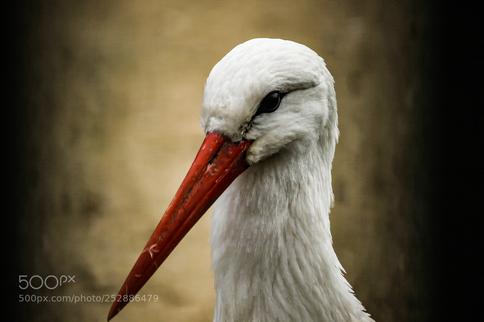 Canon EOS 600D (Rebel EOS T3i / EOS Kiss X5) sample photo. Stork photography