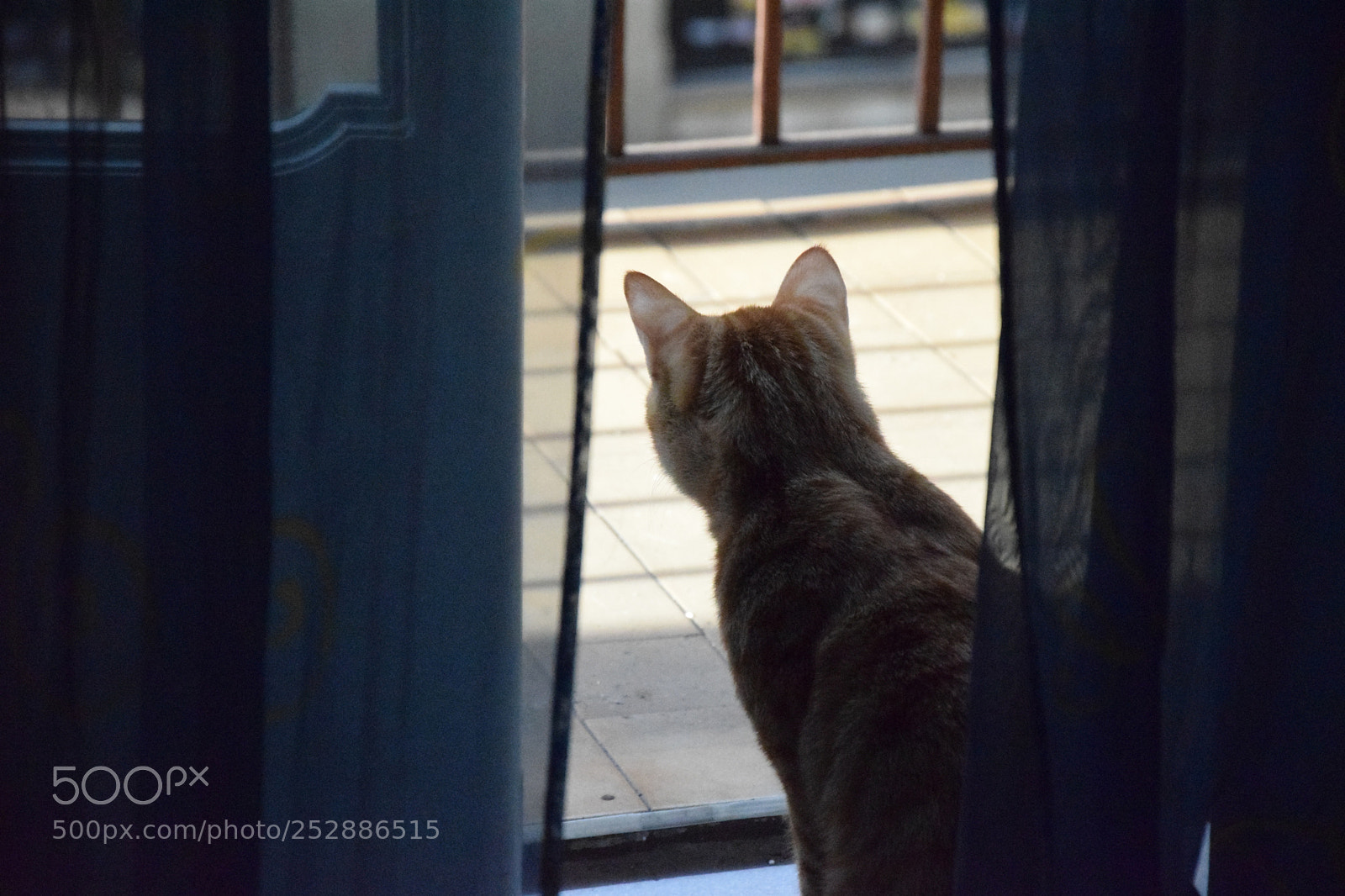 Nikon D3300 sample photo. Cat photography