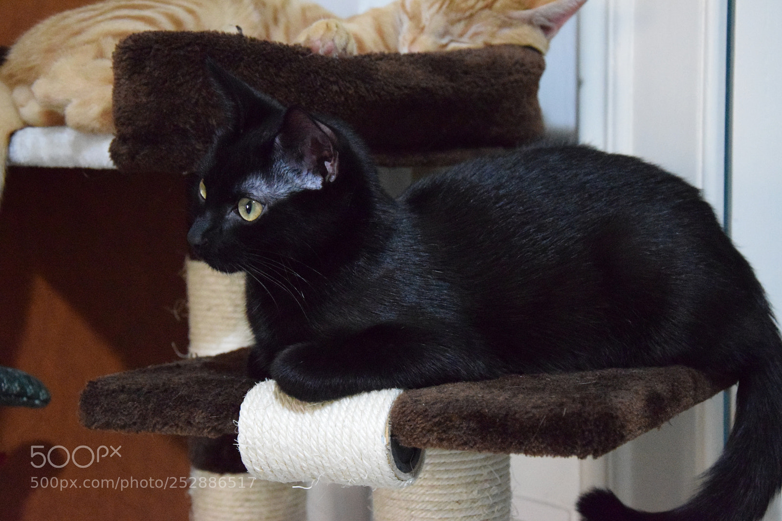 Nikon D3300 sample photo. Cat photography