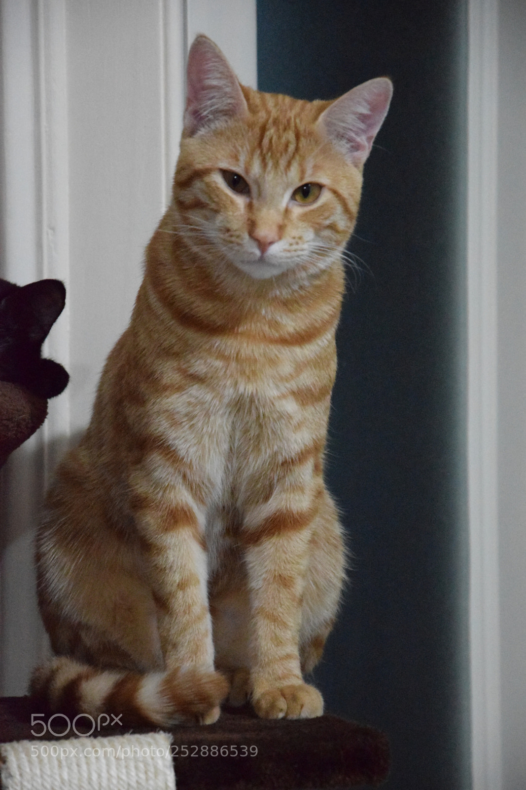 Nikon D3300 sample photo. Cat photography