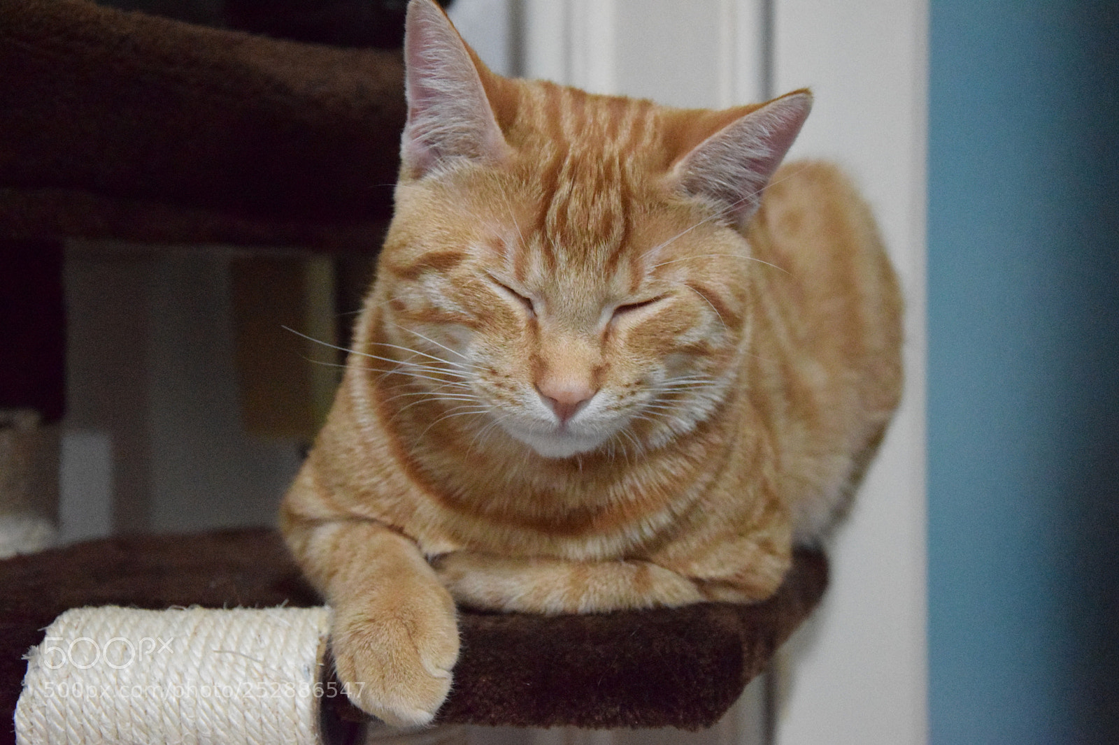 Nikon D3300 sample photo. Cat photography