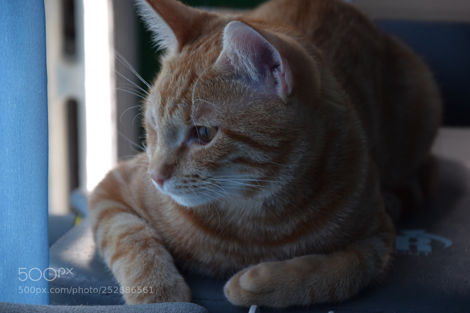 Nikon D3300 sample photo. Cat photography